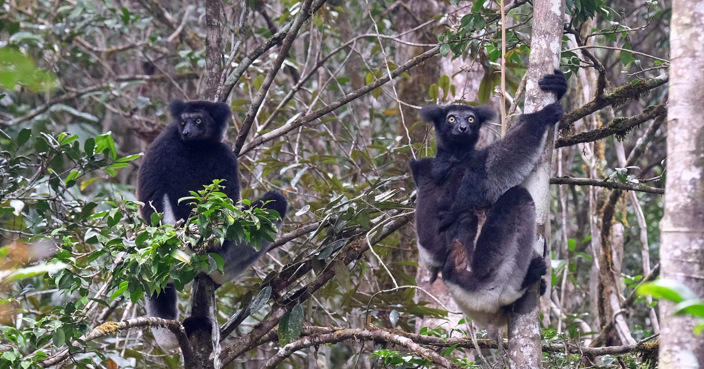 Andasibe Madagascar photo 2