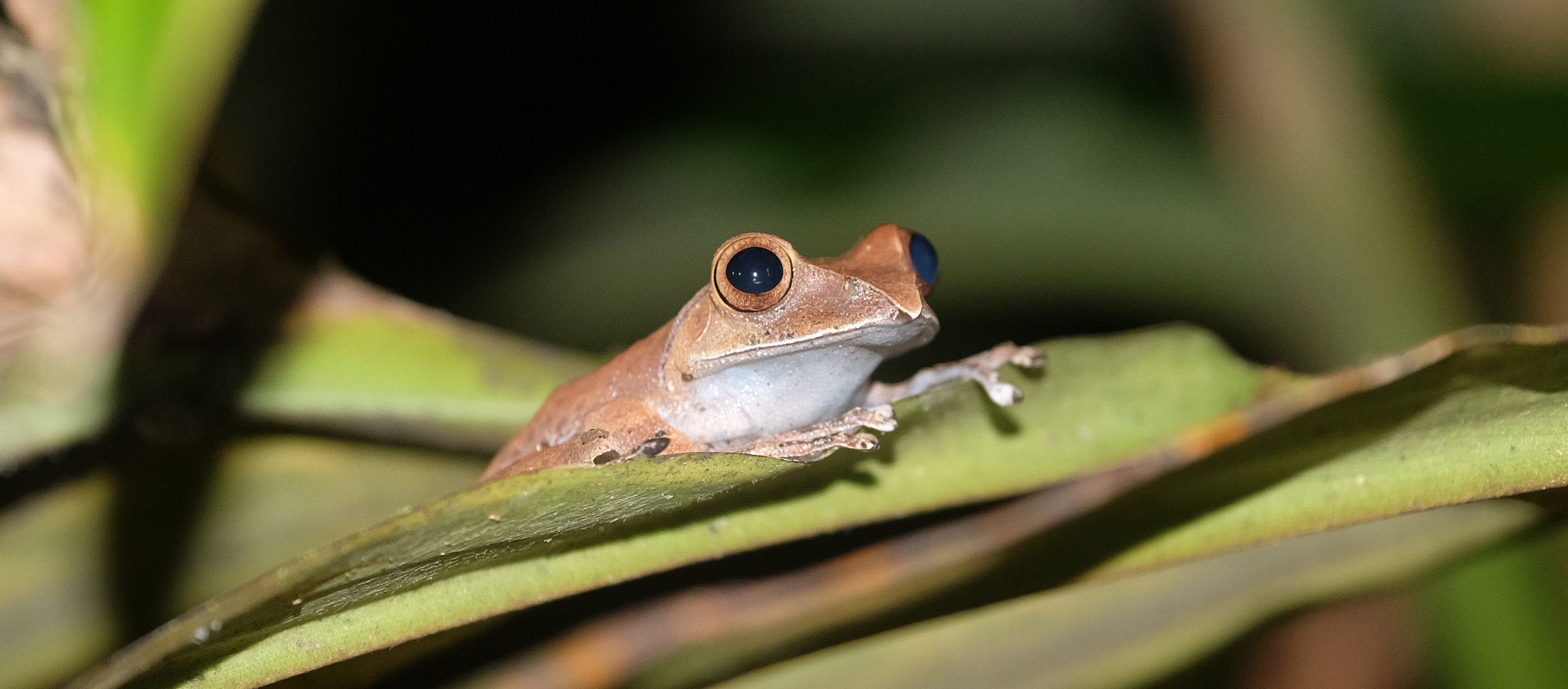 Andasibe Madagascar photo 3