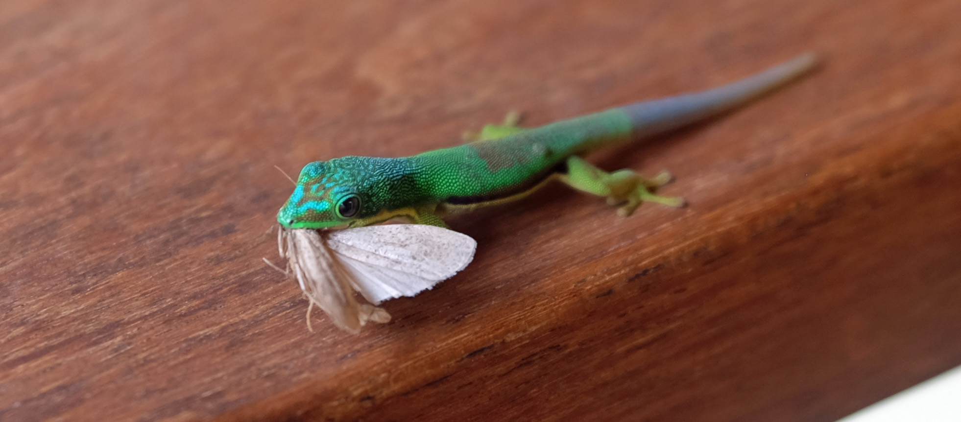 Andasibe Madagascar photo 4