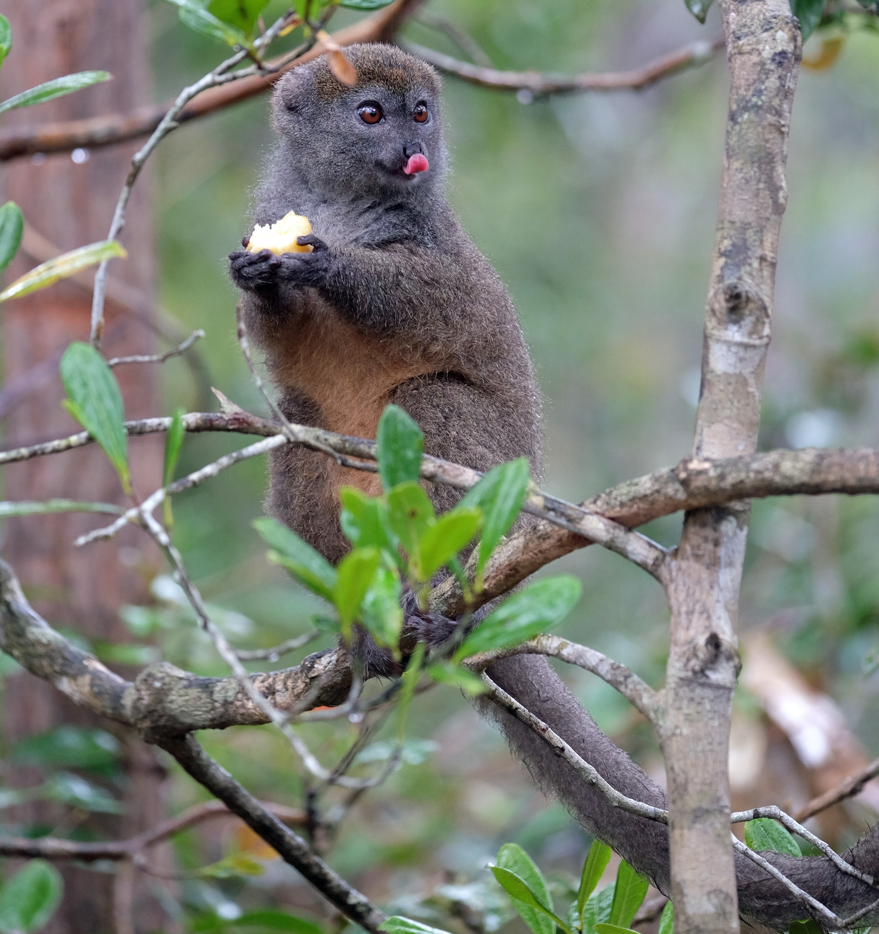 Andasibe Madagascar photo 5