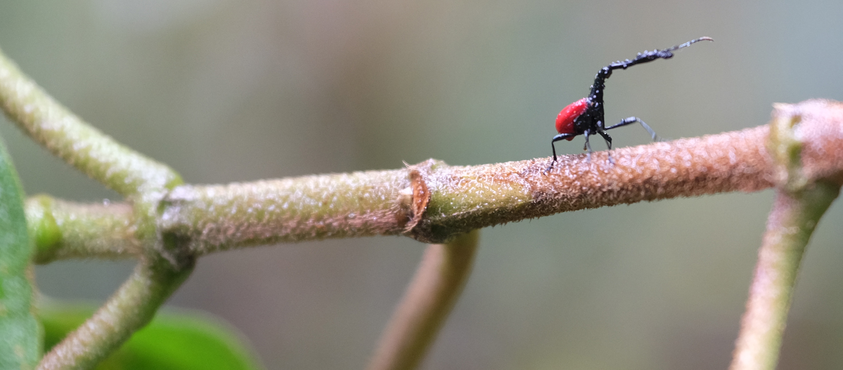 Andasibe Madagascar photo 6
