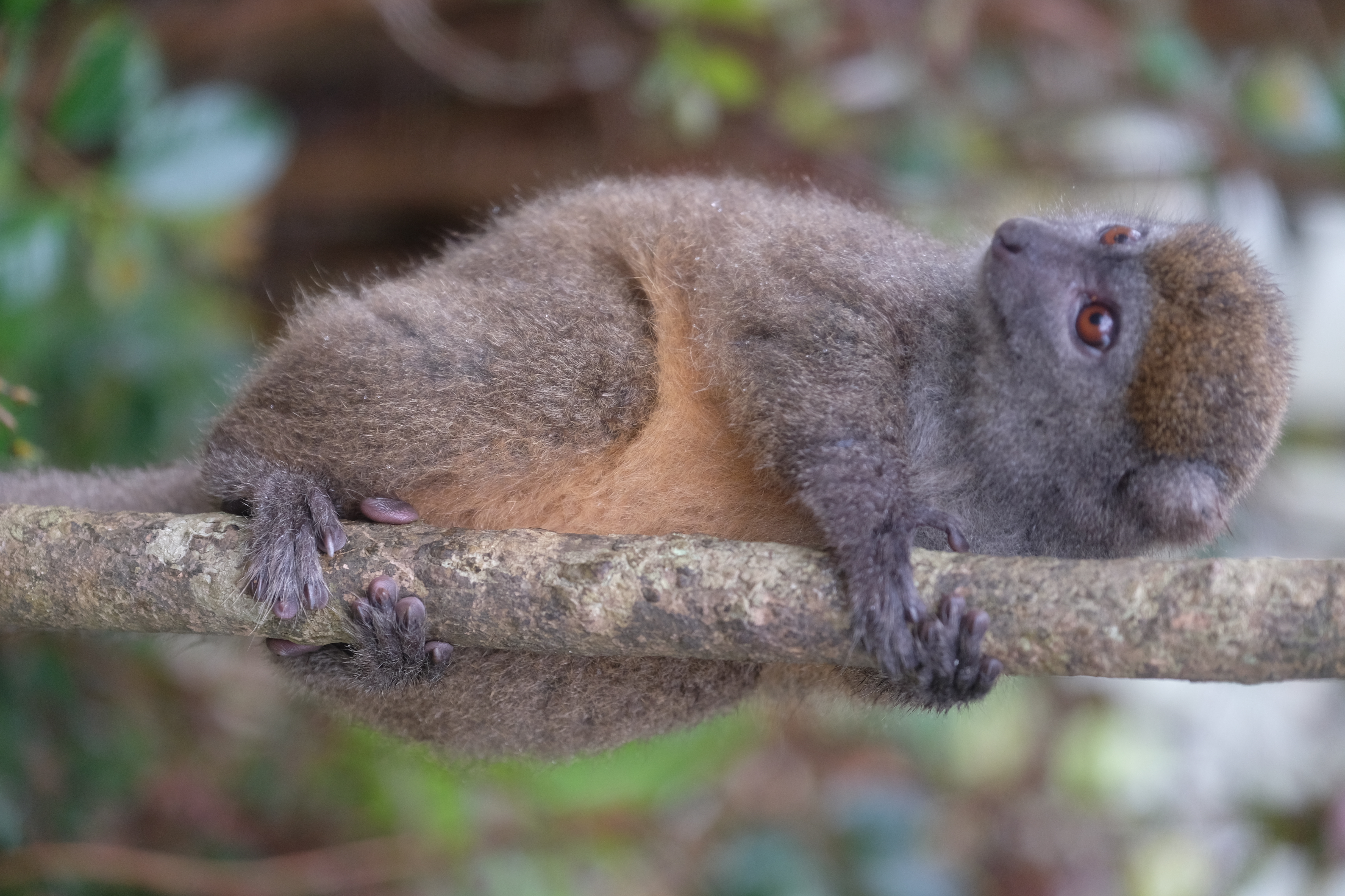 Andasibe Madagascar photo 7