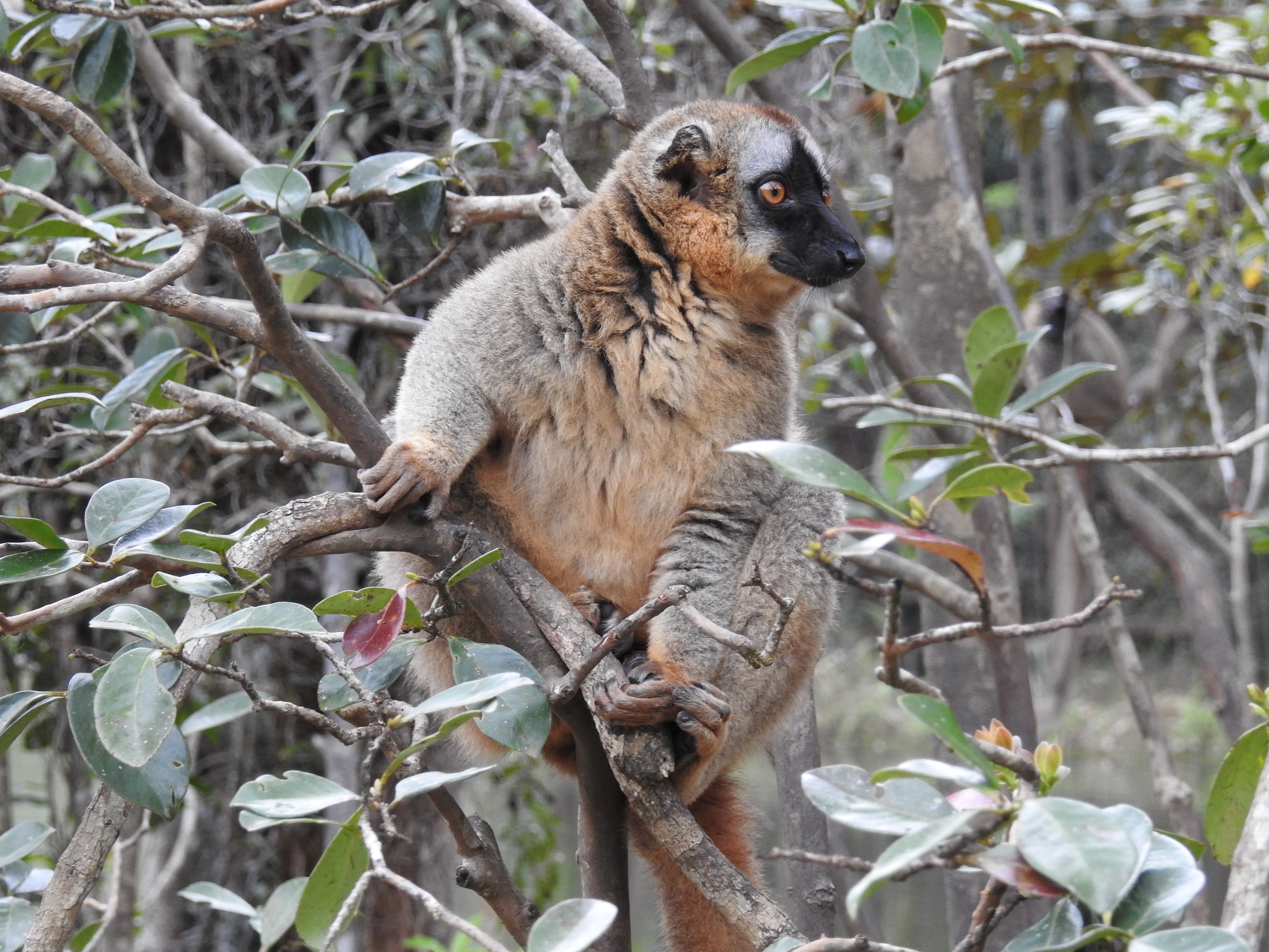 Andasibe Madagascar photo 8