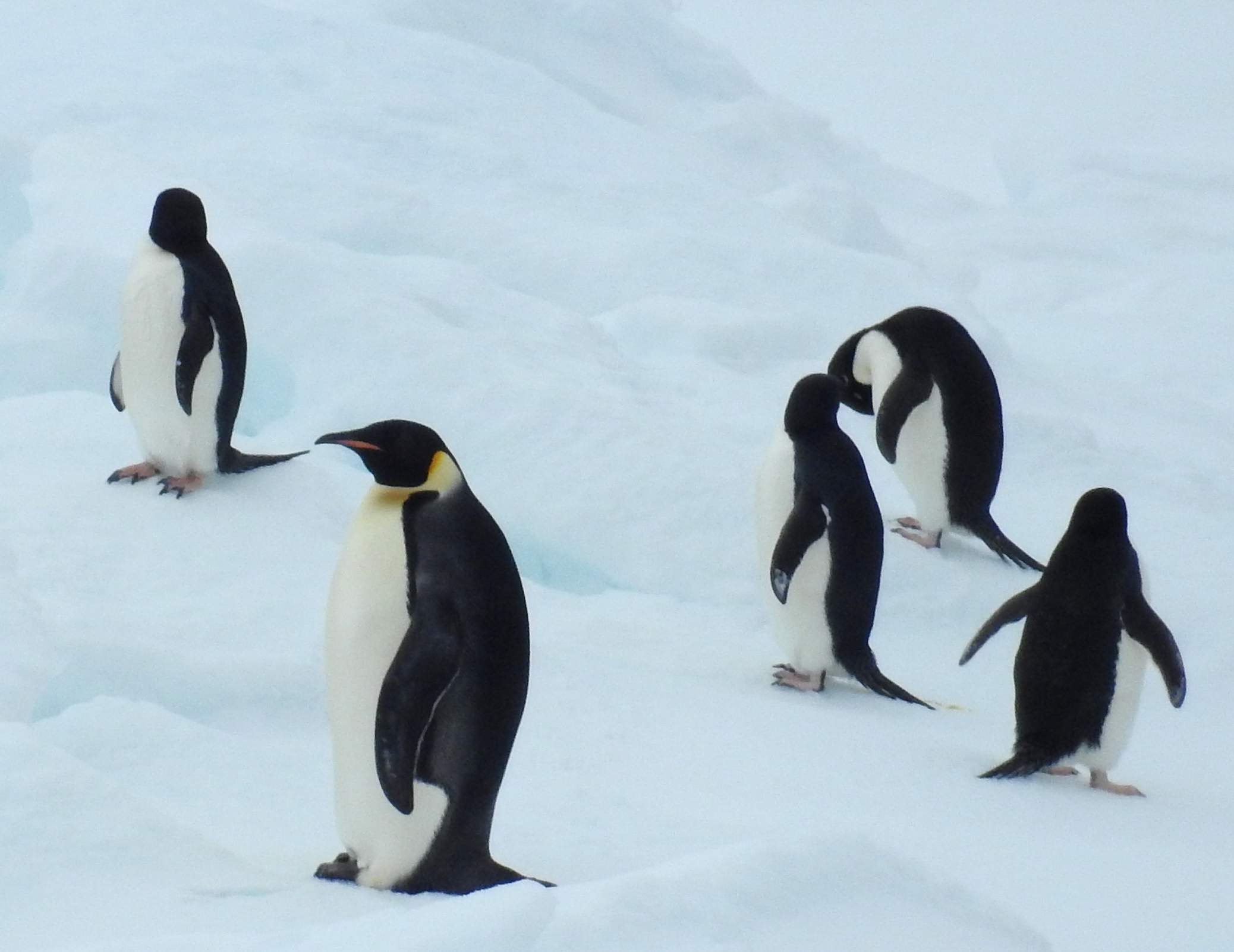 Antarctic Sound Antarctica photo 1