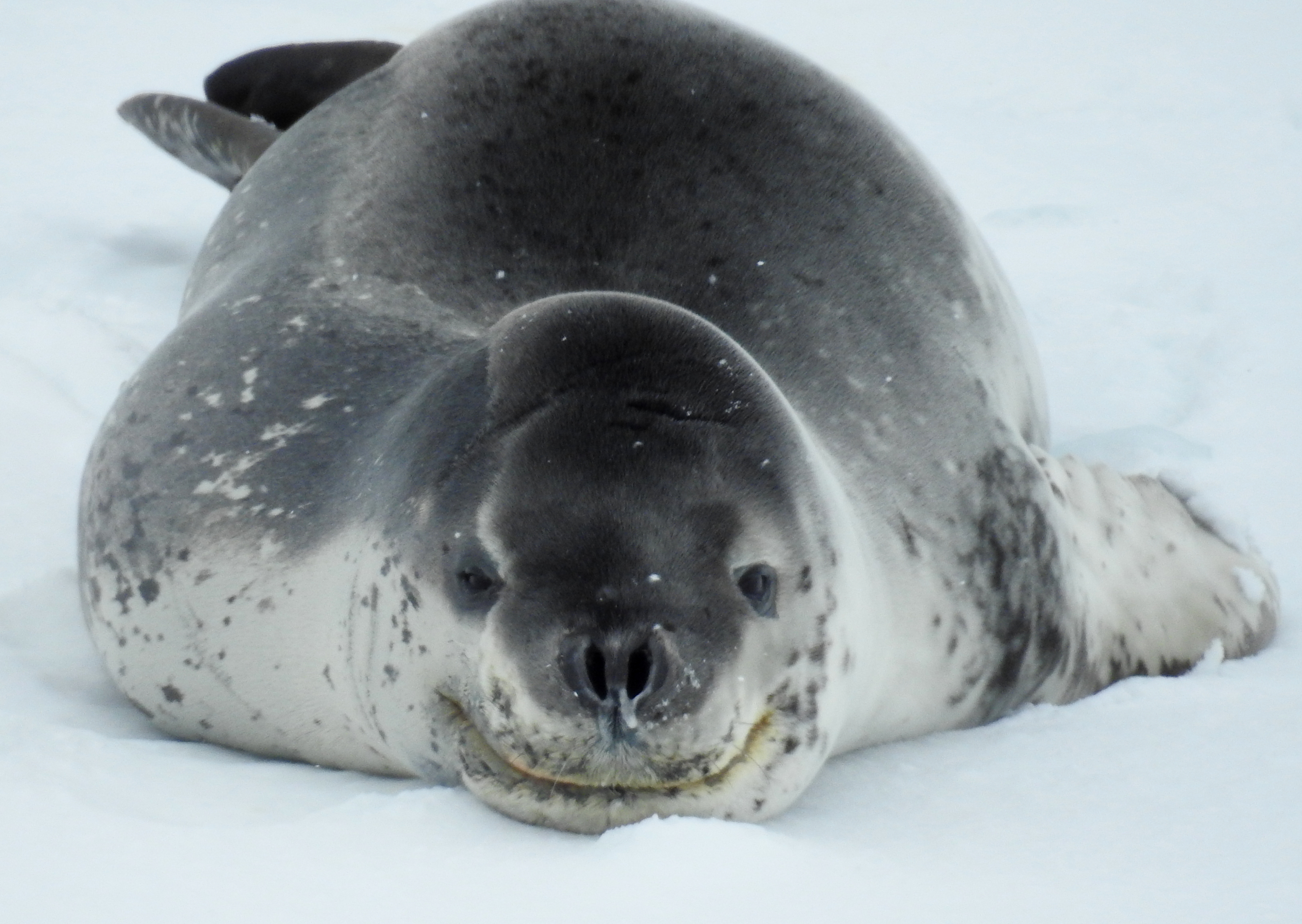 Antarctic Sound Antarctica photo 3