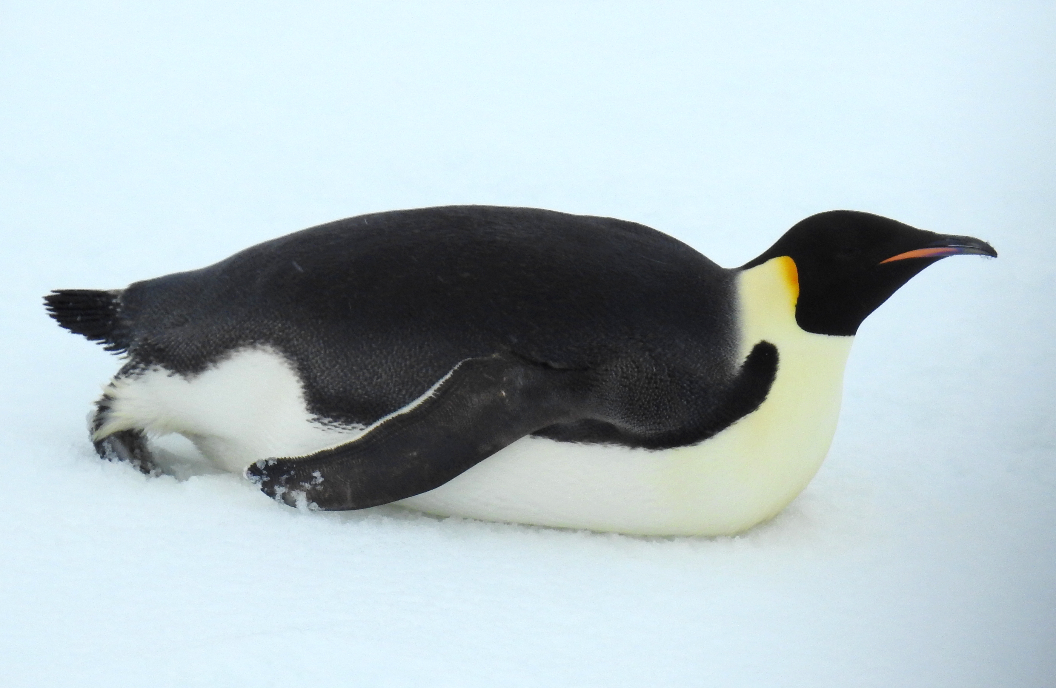 Antarctic Sound Antarctica photo 4