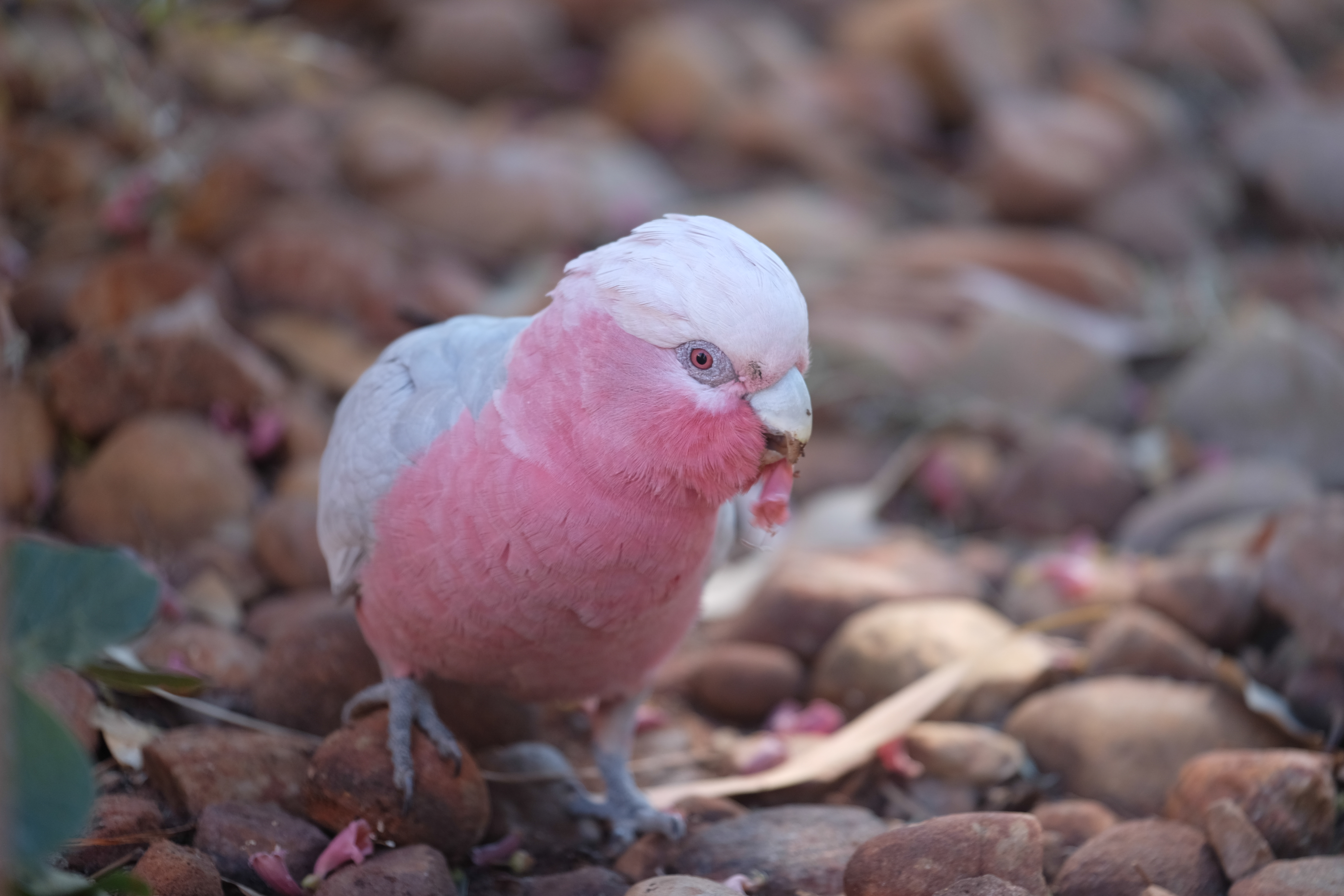 Ayers Rock Australia photo 2
