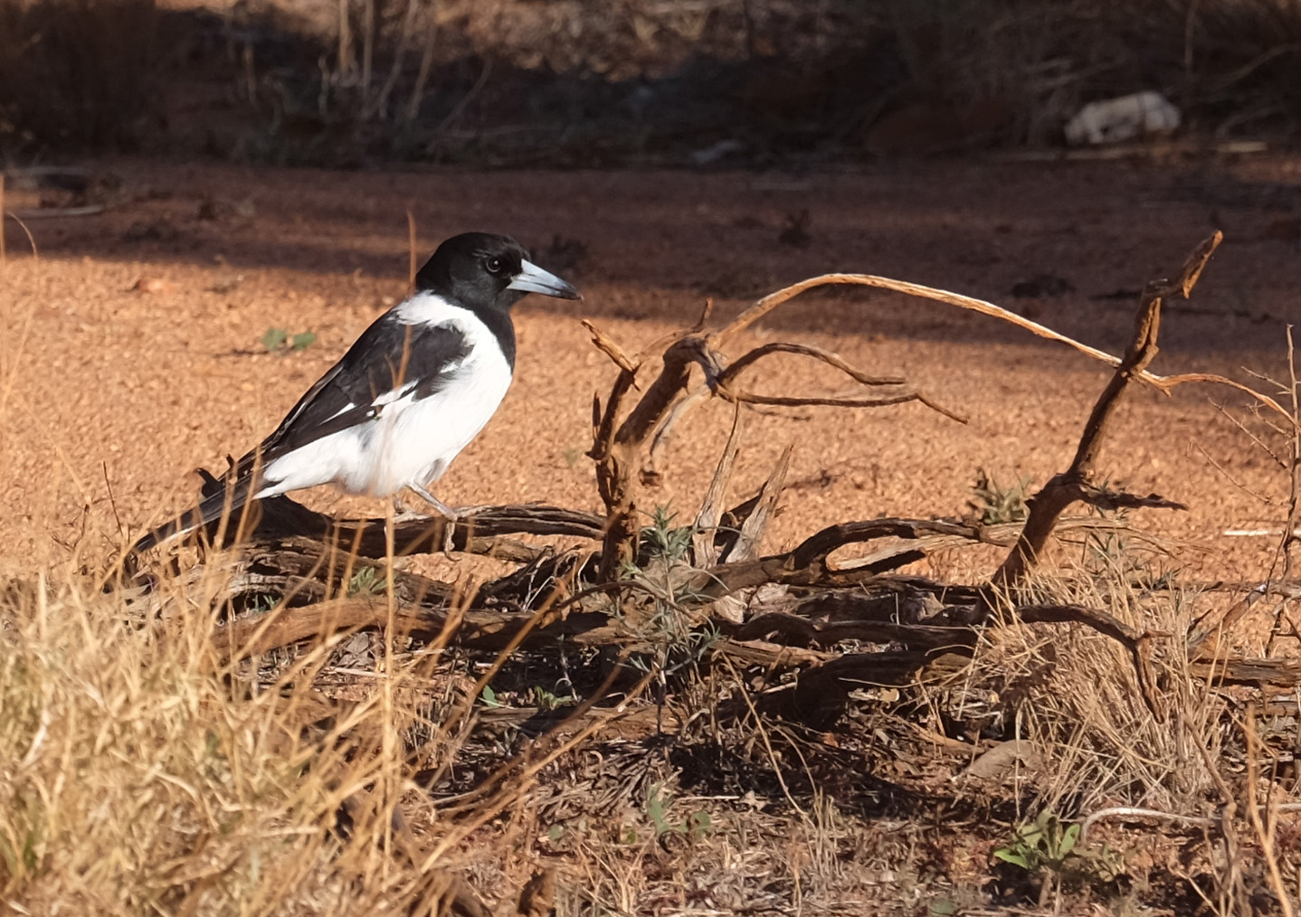 Ayers Rock Australia photo 5