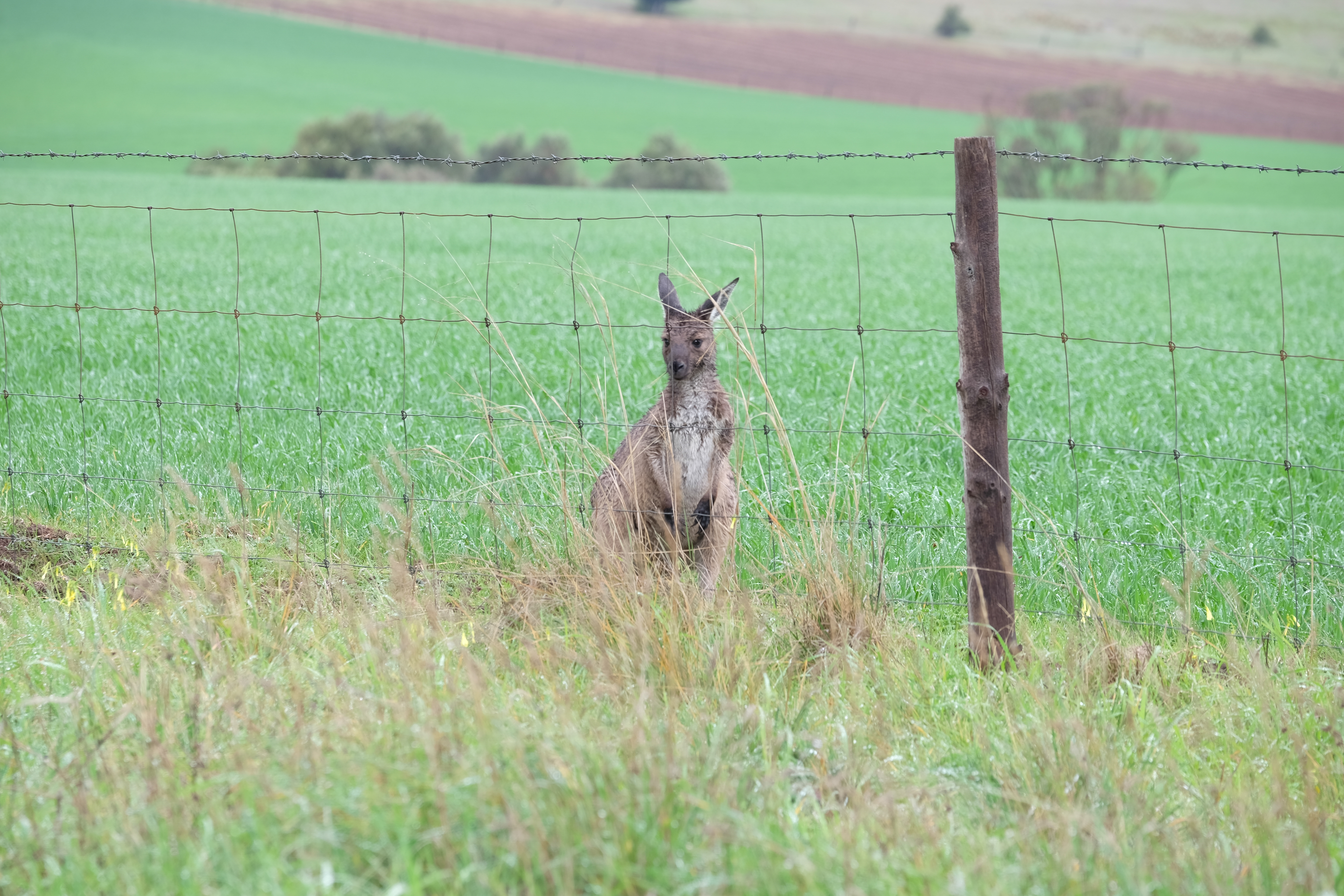 Barossa Valley Australia photo 4