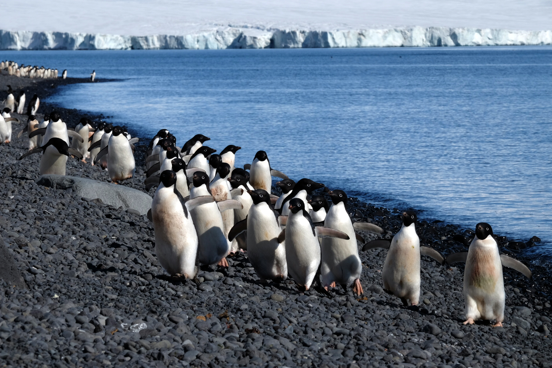 Brown Bluff Antarctica photo 1