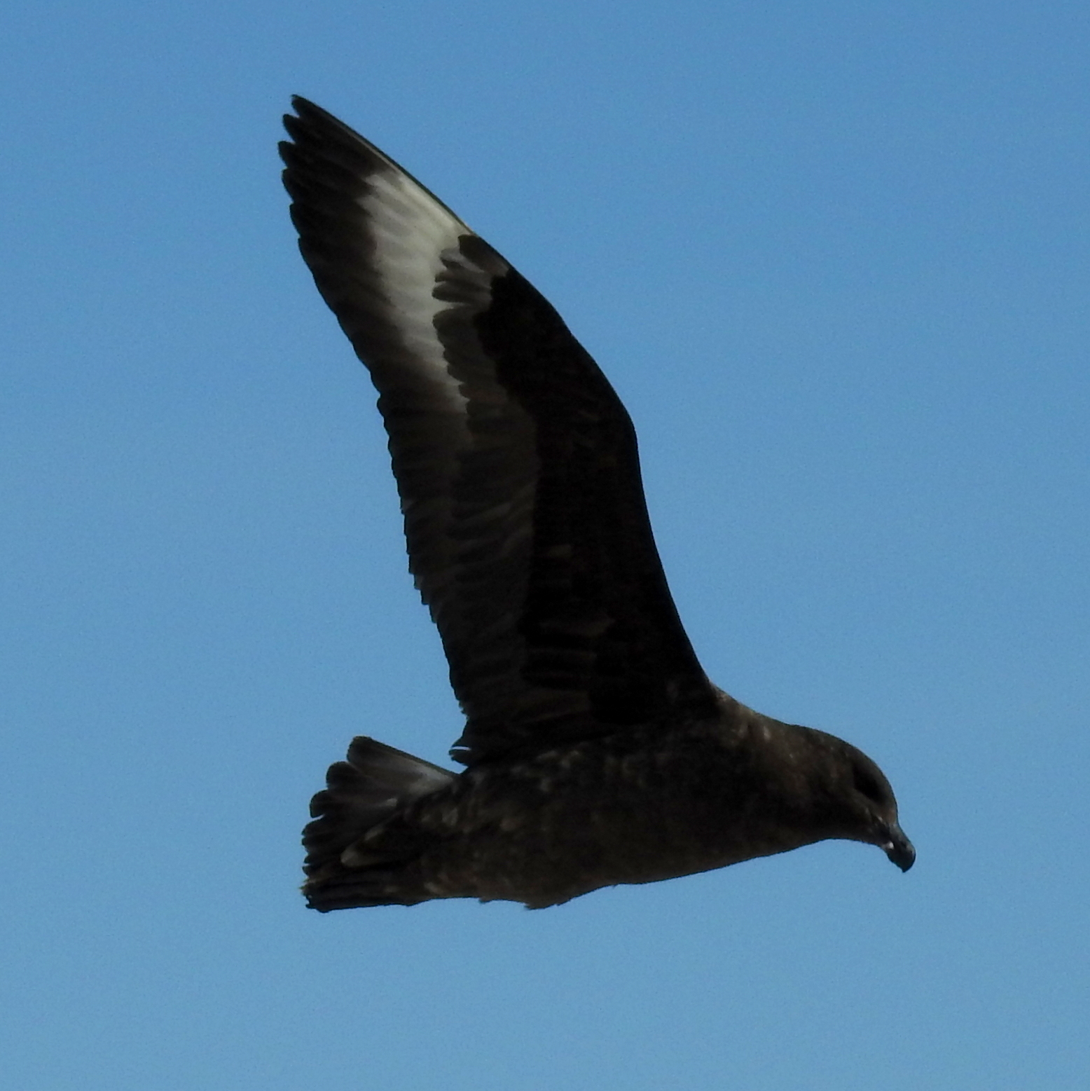 Brown Bluff Antarctica photo 5