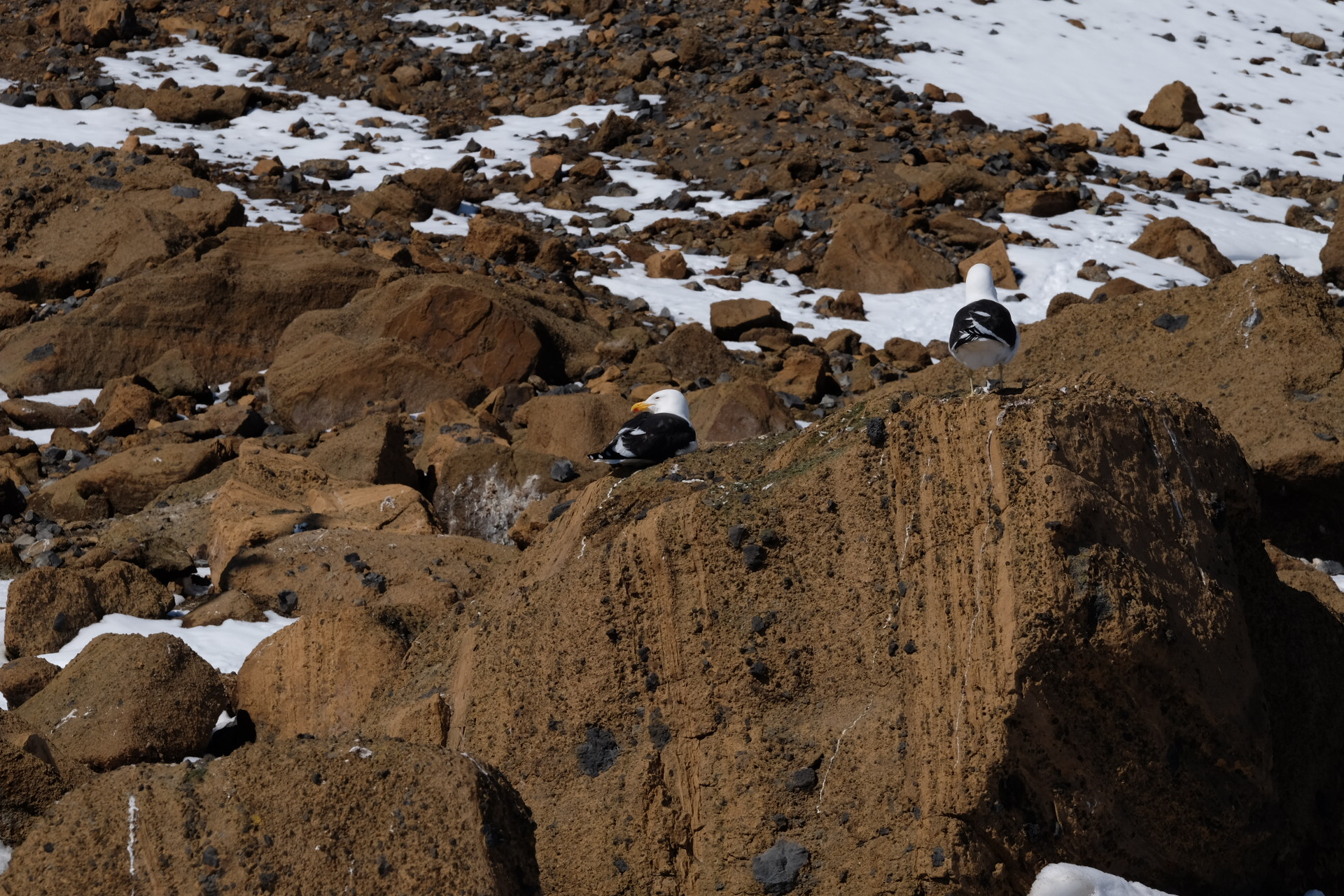 Brown Bluff Antarctica photo 6