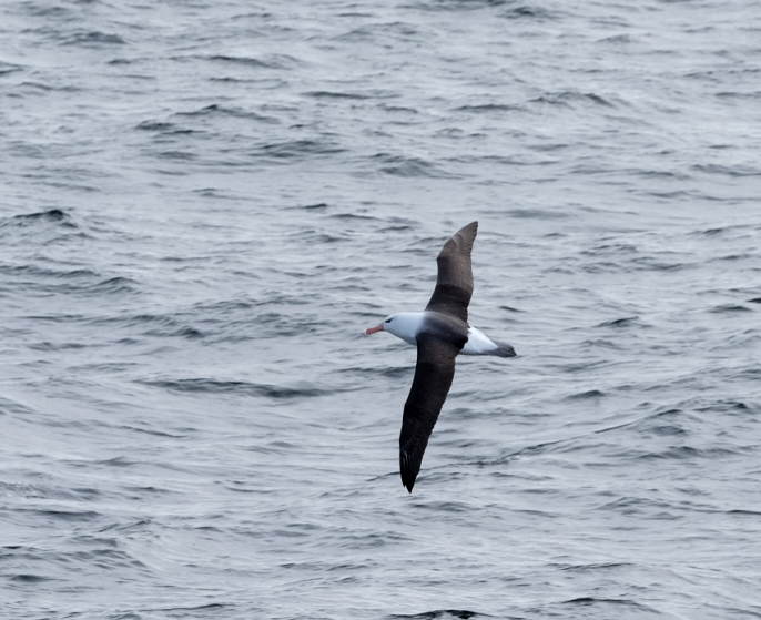 Cape Horn Chile photo 2