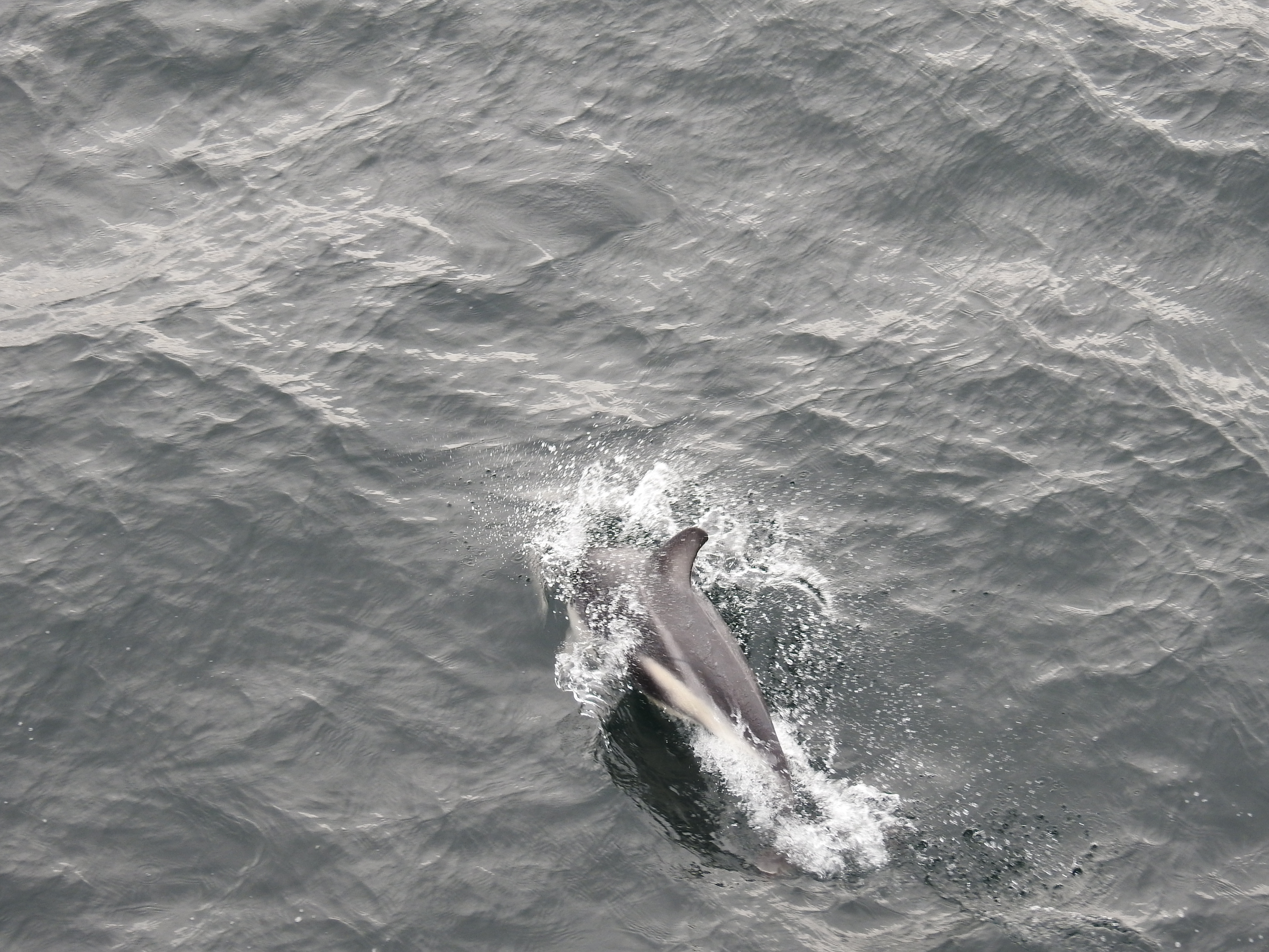 Cape Horn Chile photo 4
