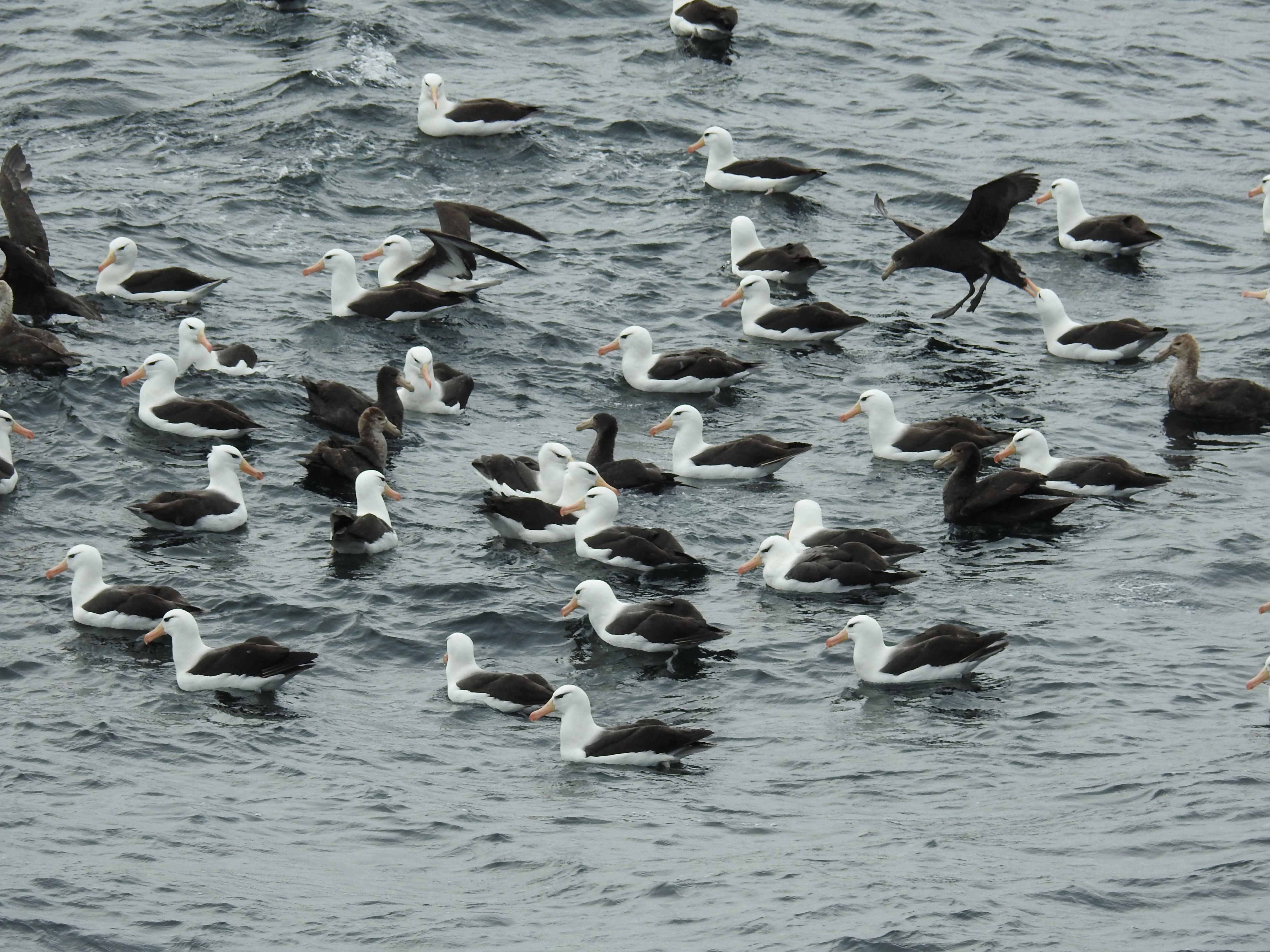 Cape Horn Chile photo 5