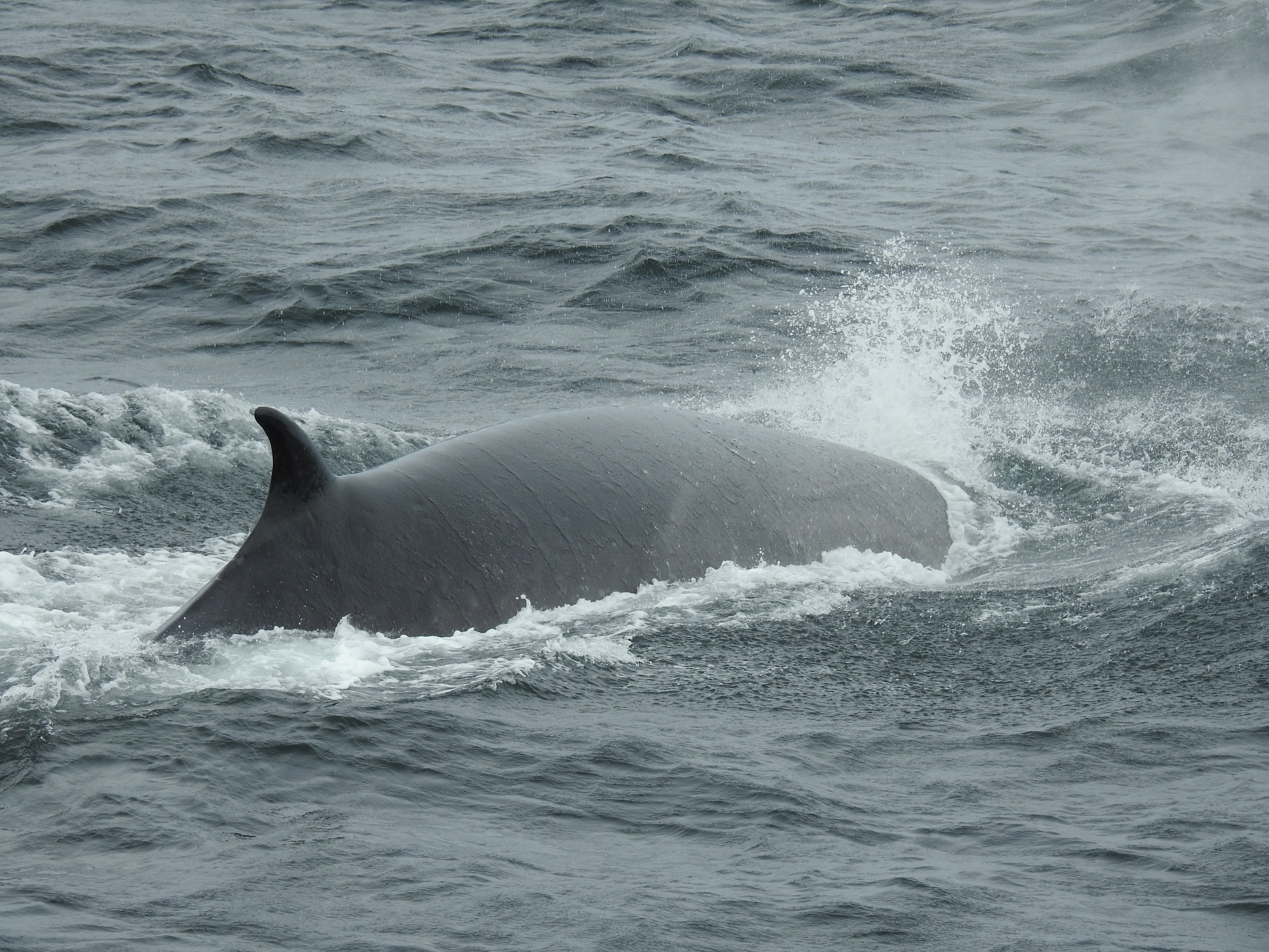 Cape Horn Chile photo 6