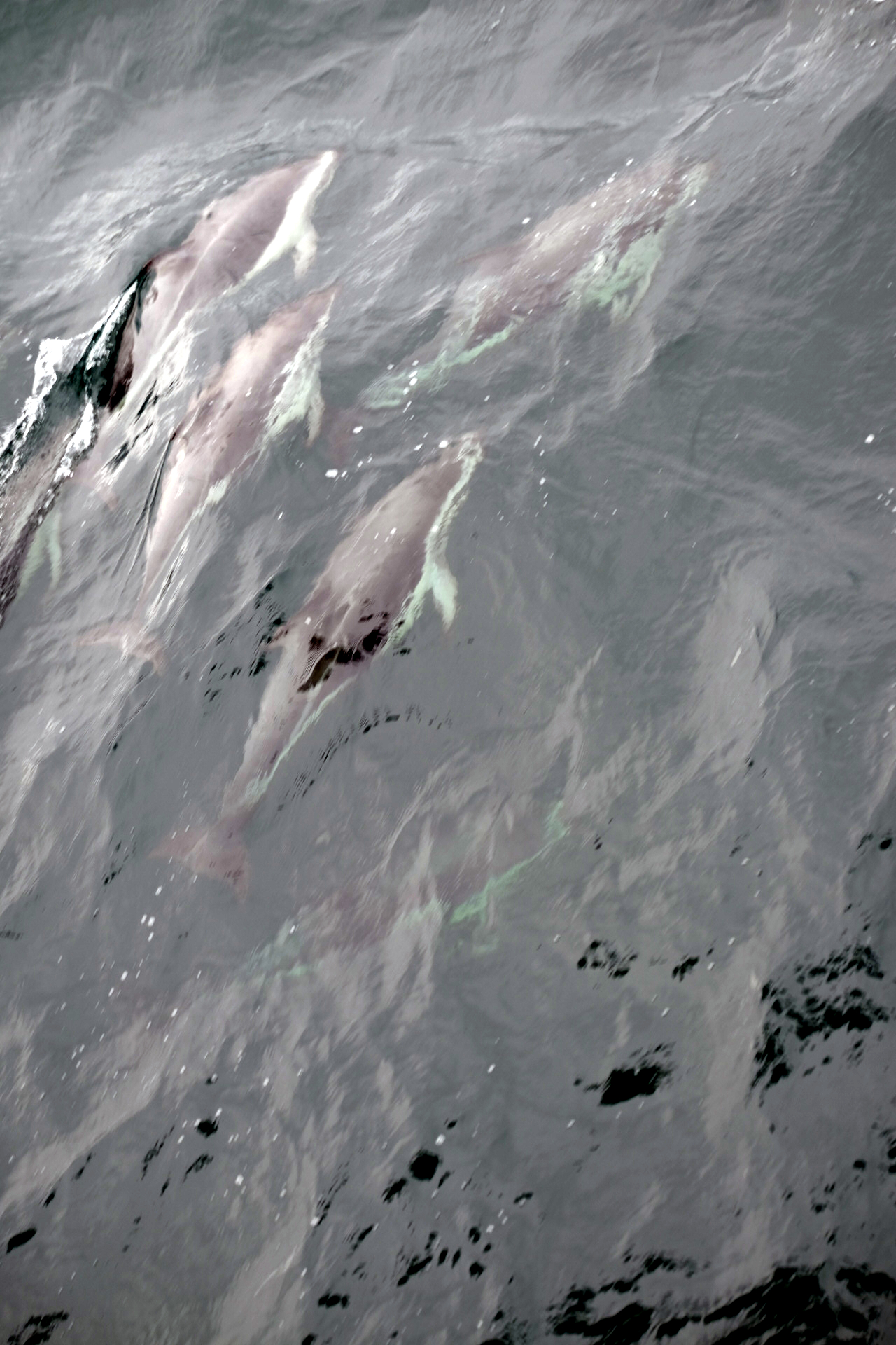 Cape Horn Chile photo 7