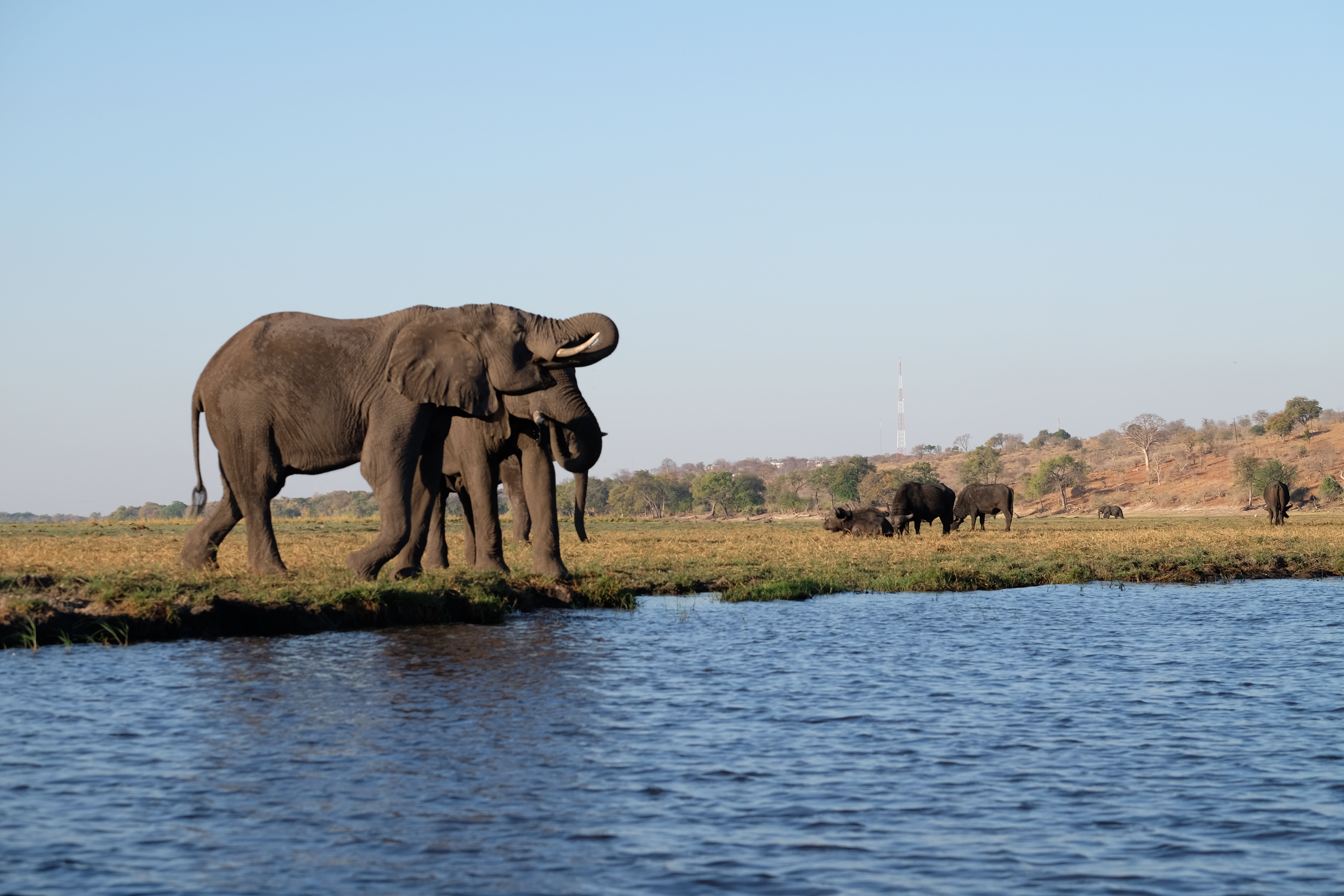 Chobe Botswana photo 2