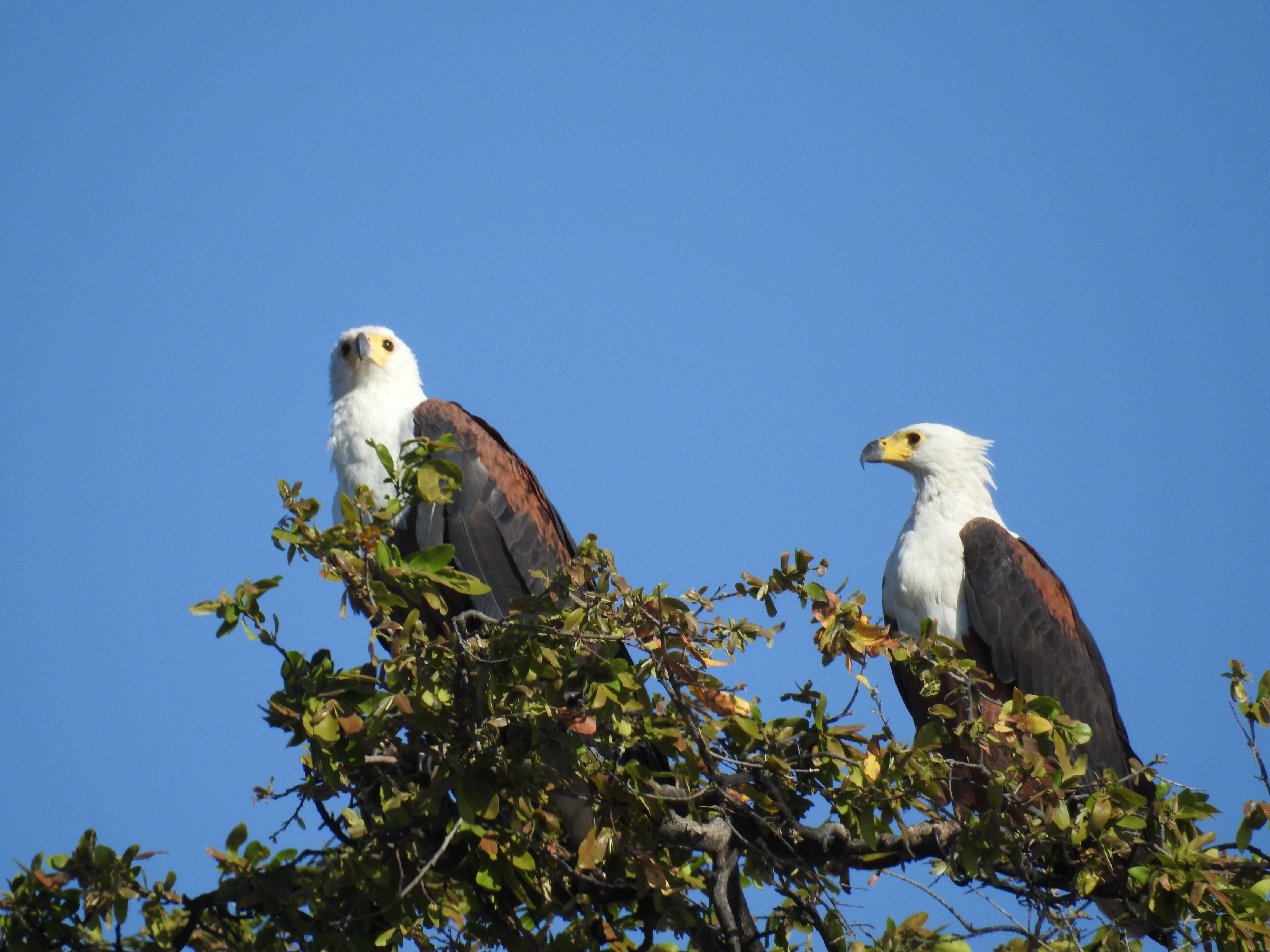 Chobe Botswana photo 3