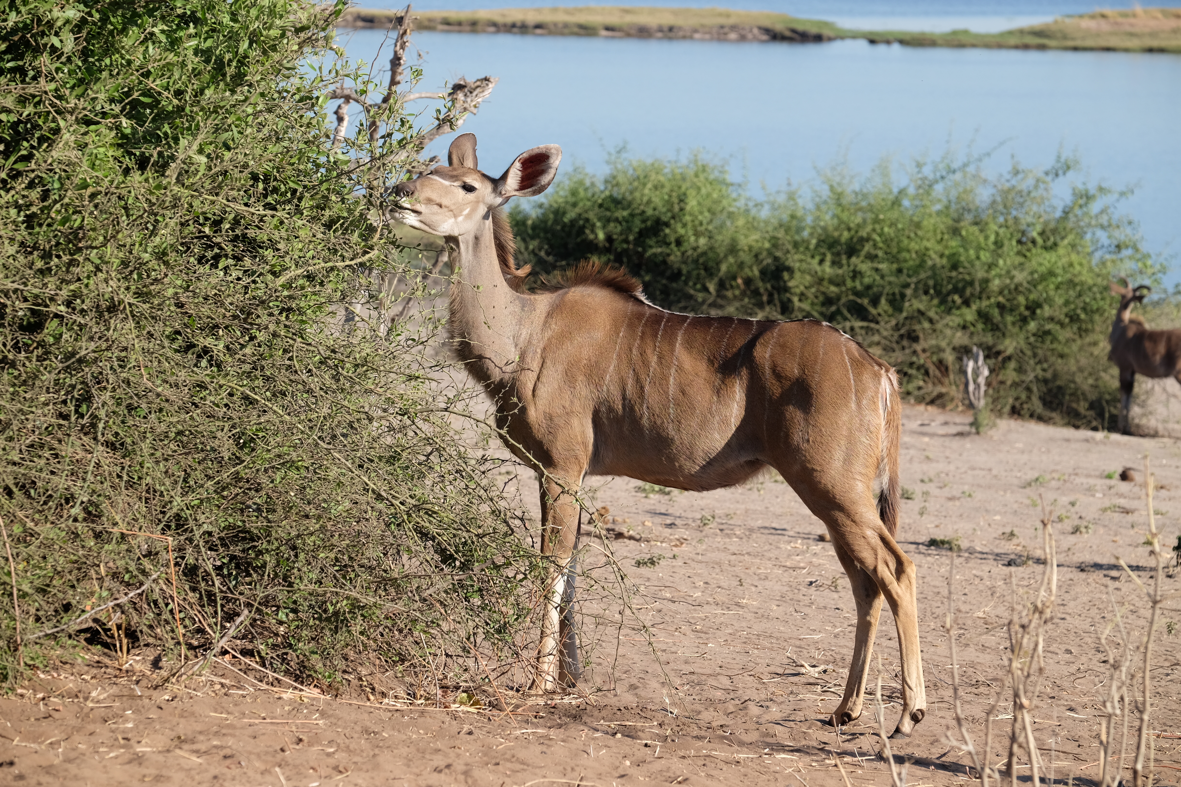 Chobe Botswana photo 4