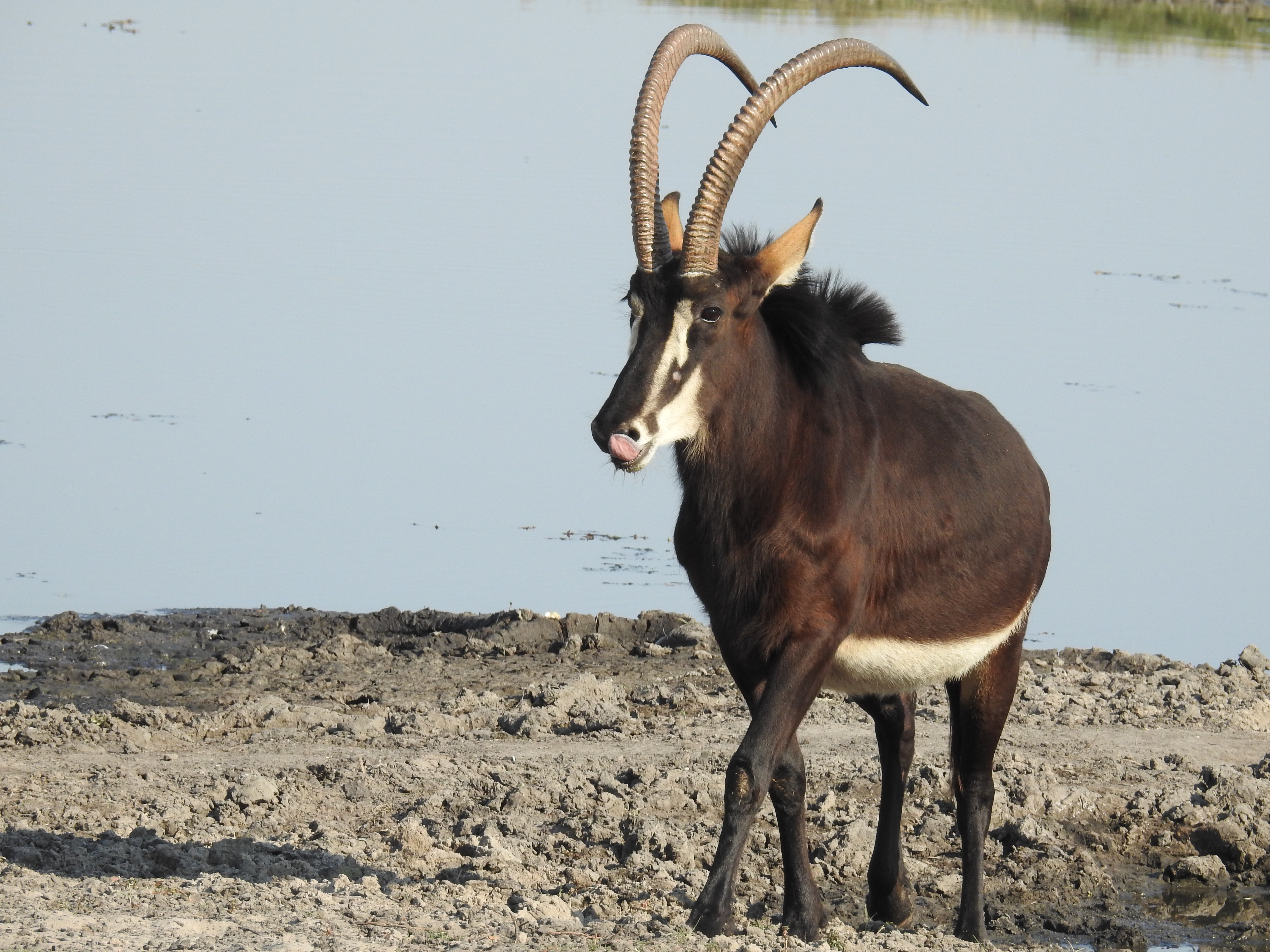 Chobe Botswana photo 5