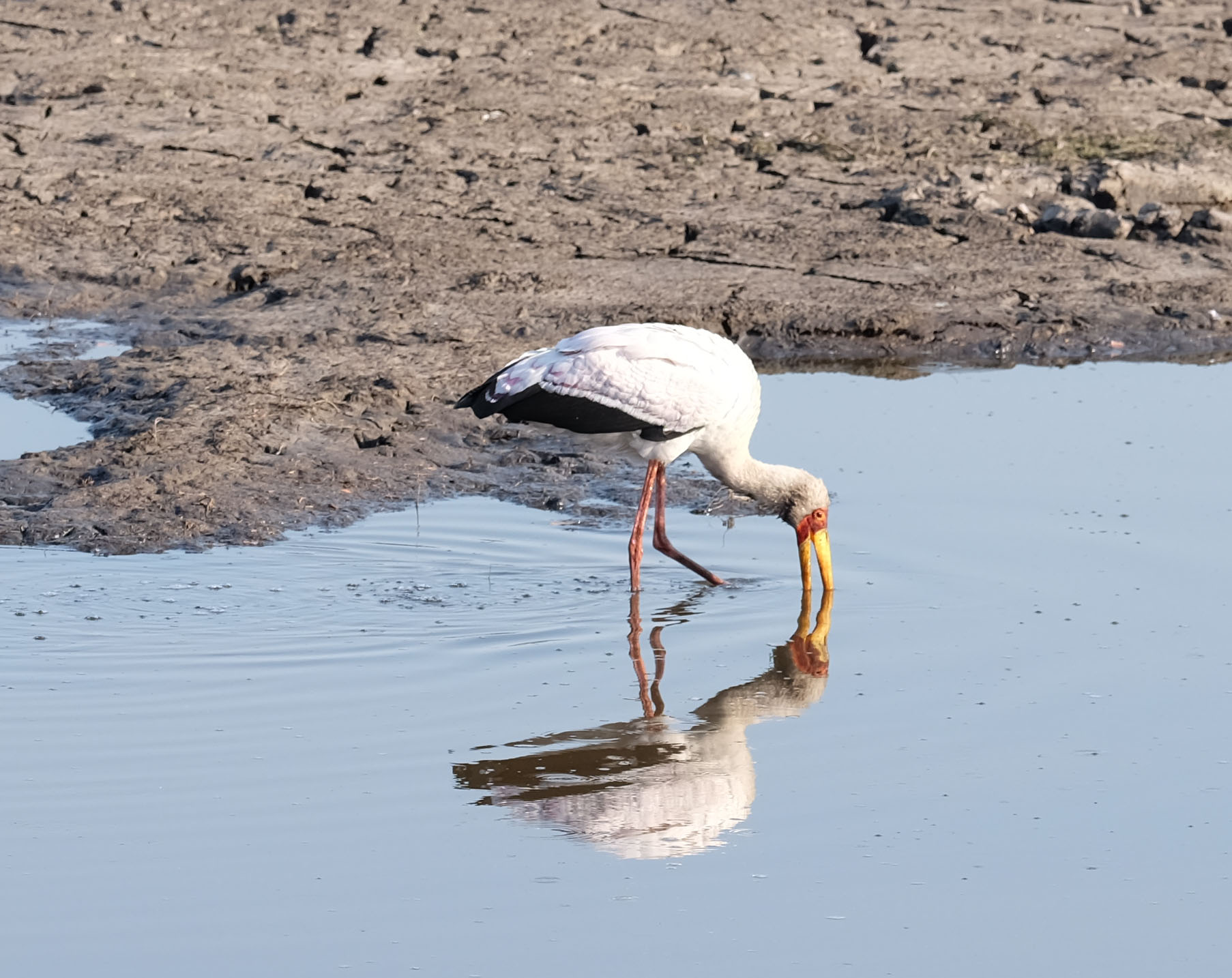 Chobe Botswana photo 6