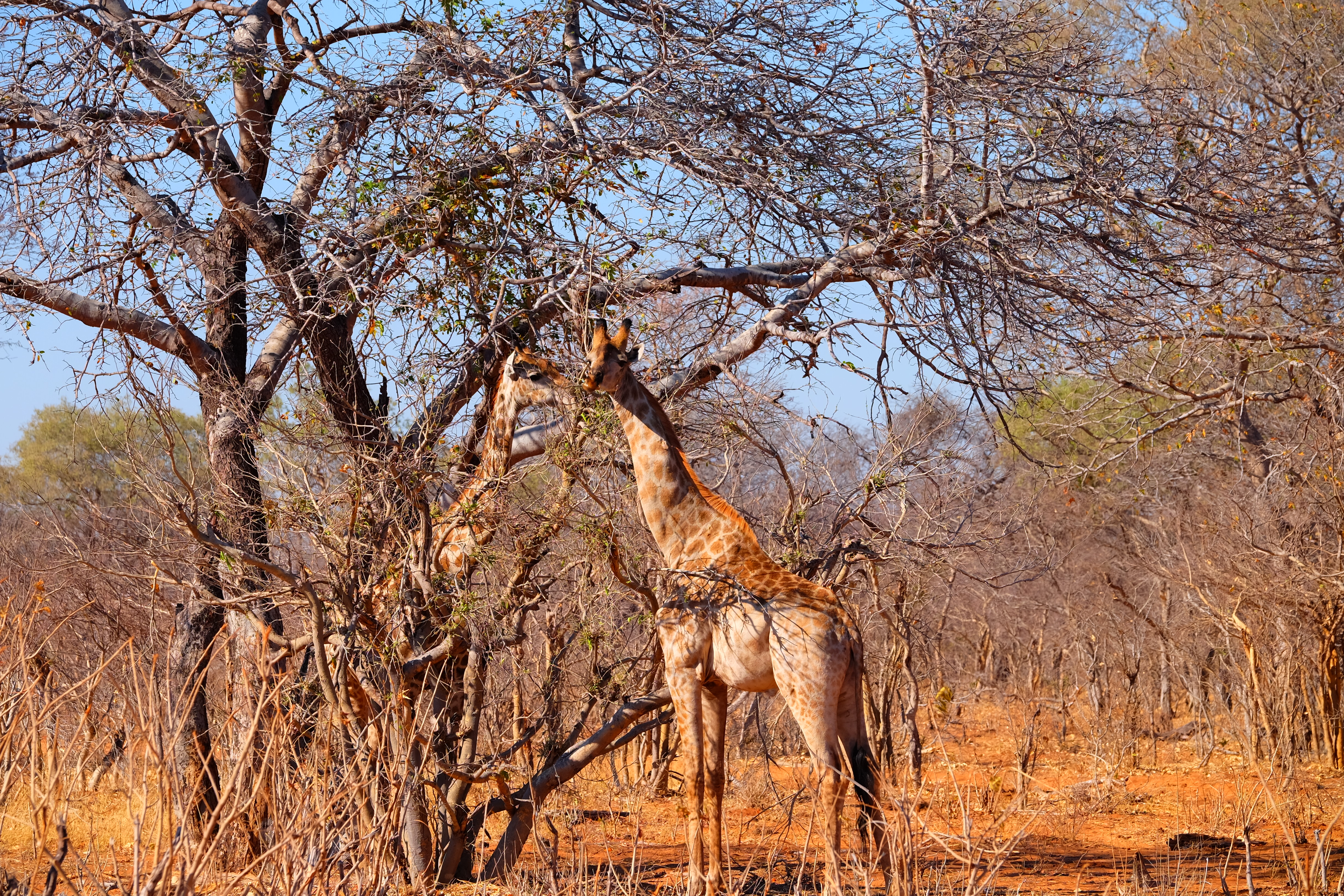 Chobe Botswana photo 7