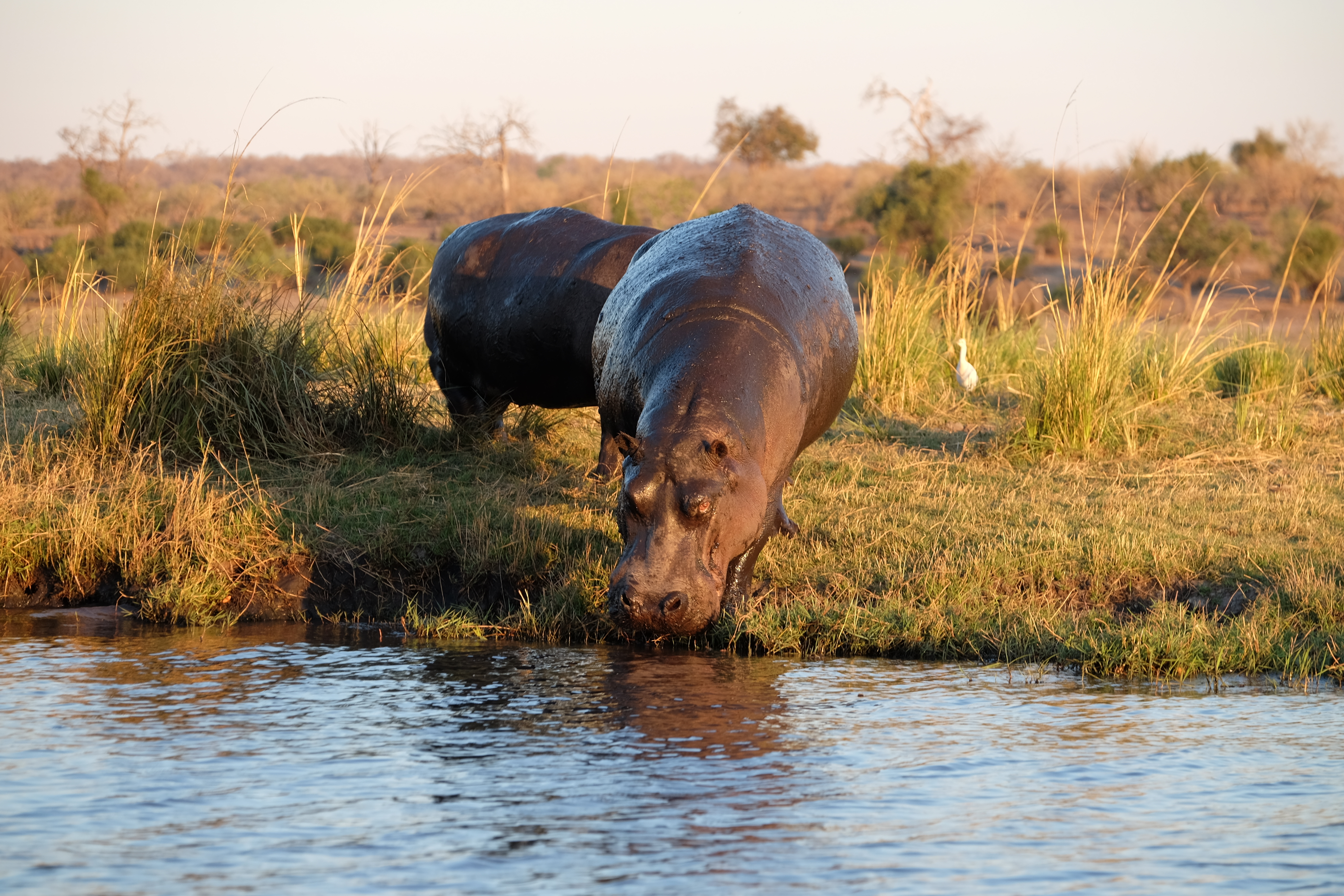 Chobe Botswana photo 8