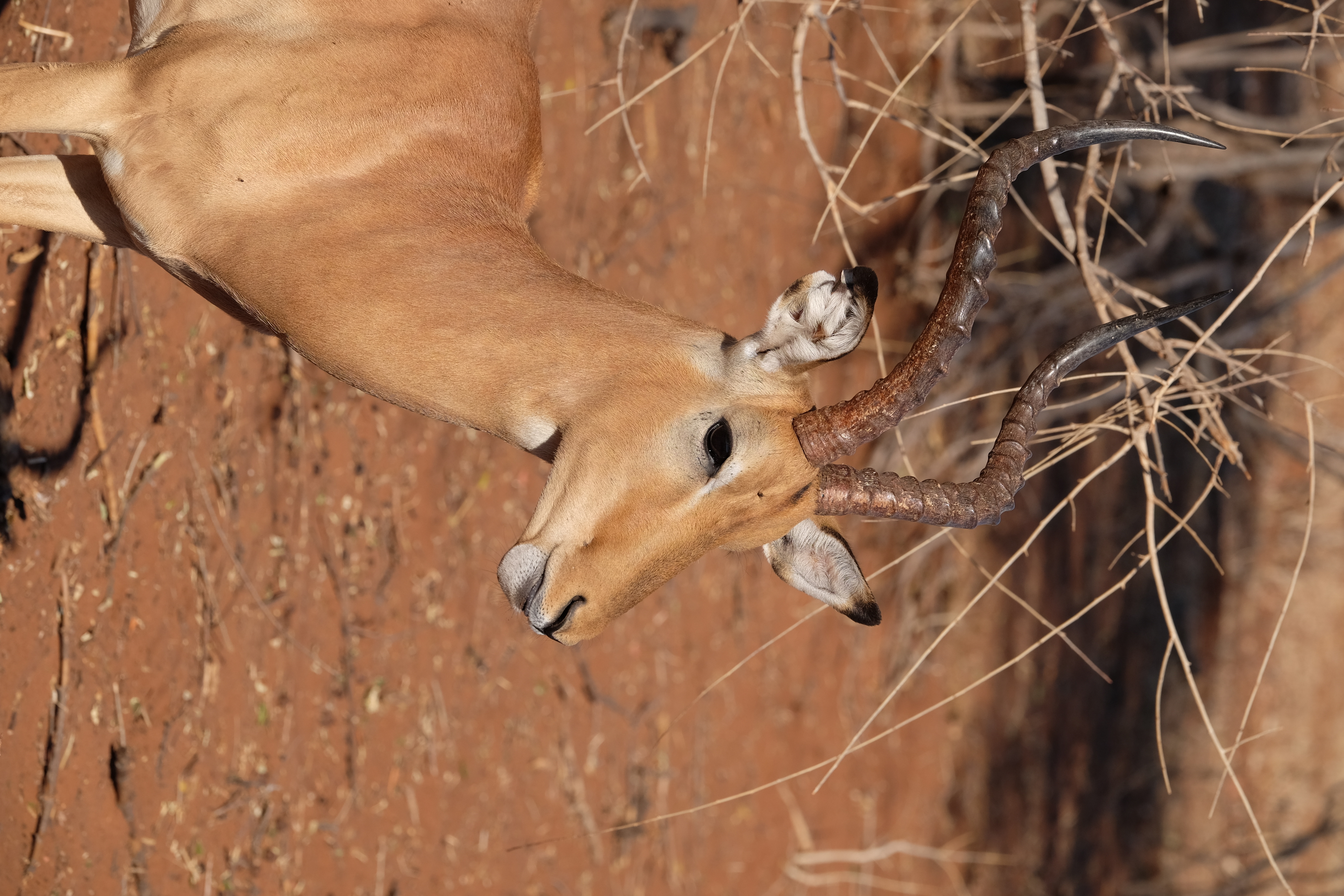 Chobe Botswana photo 10