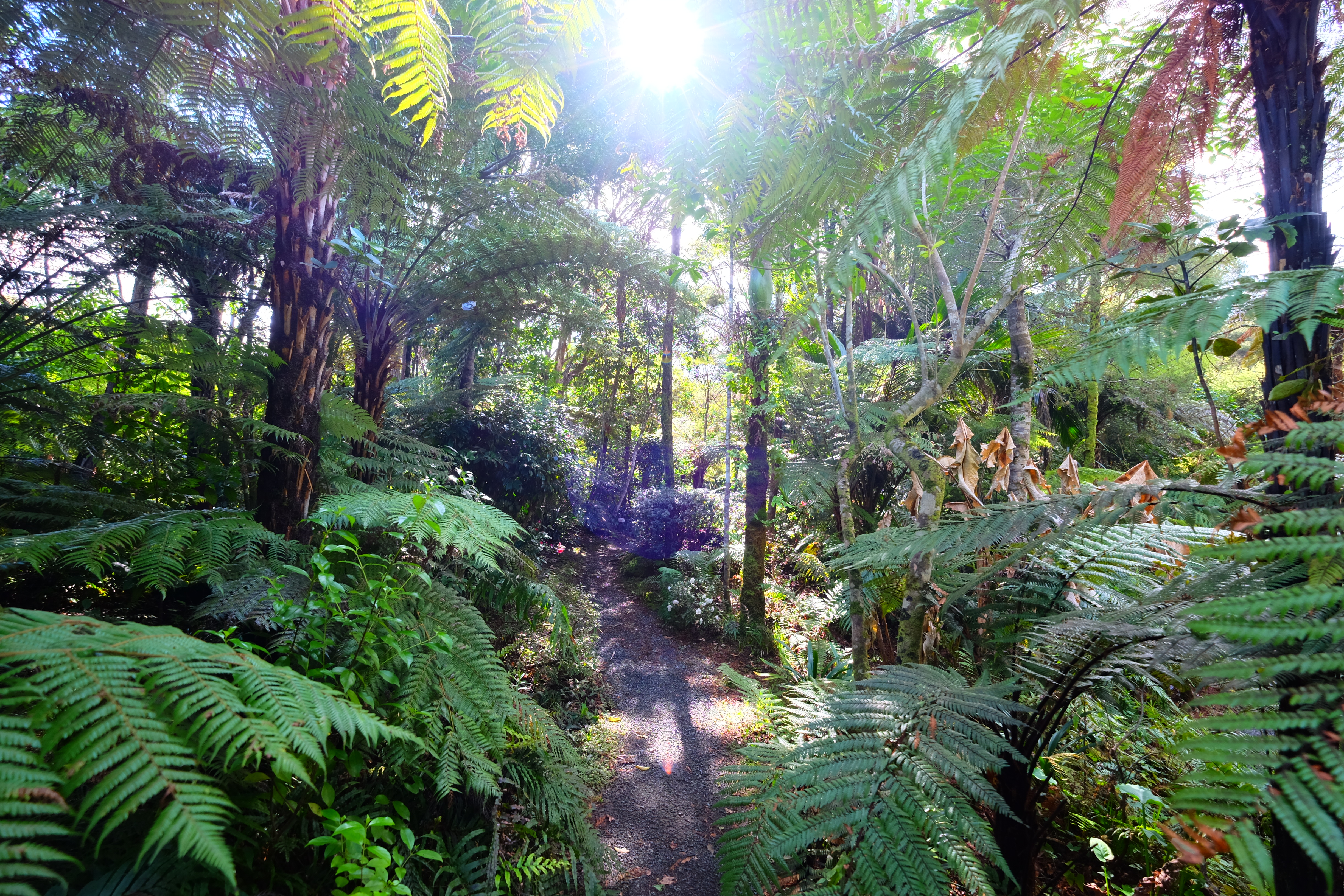 Coromandel Peninsula New Zealand photo 4