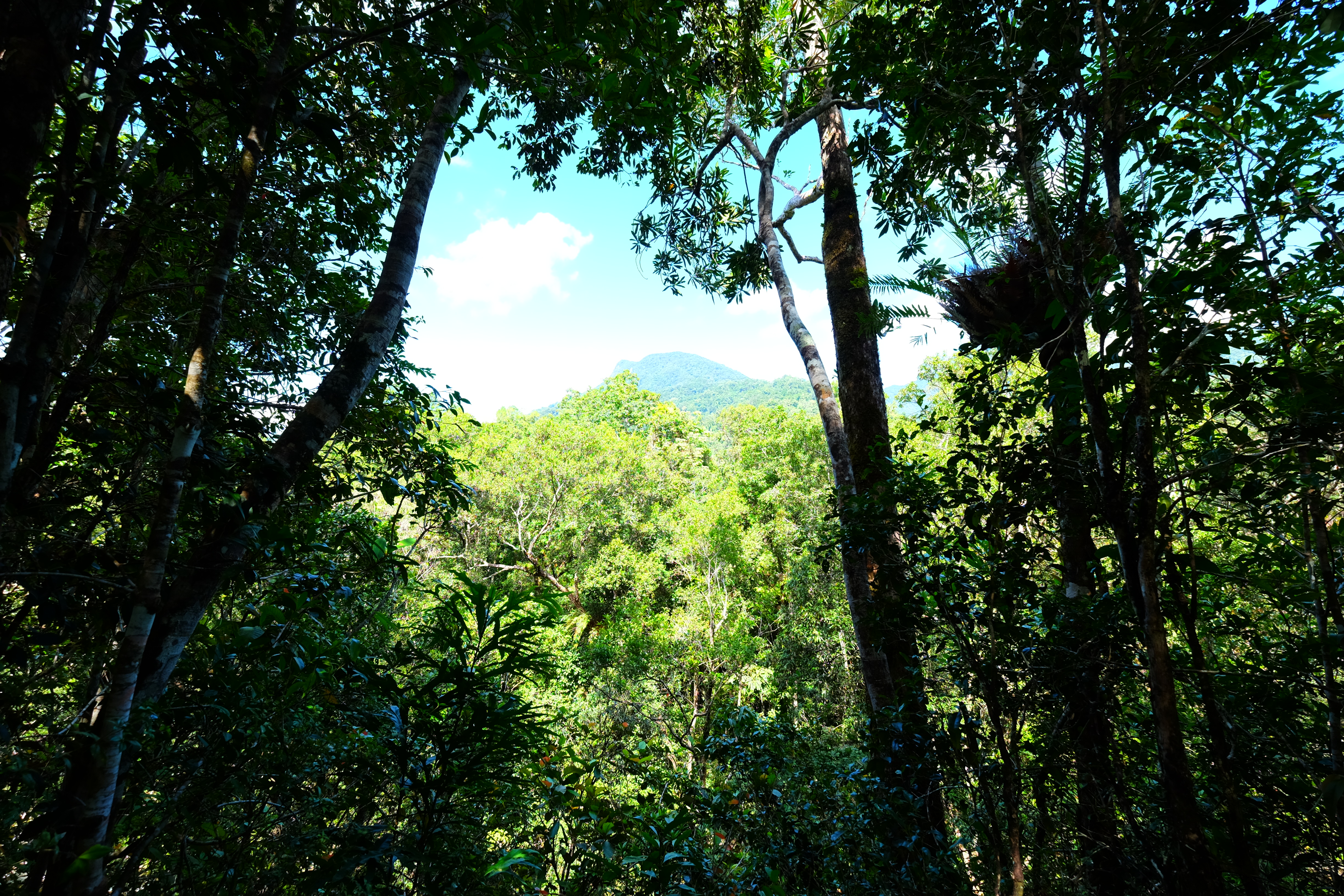 Daintree Rain Forest Australia photo 2