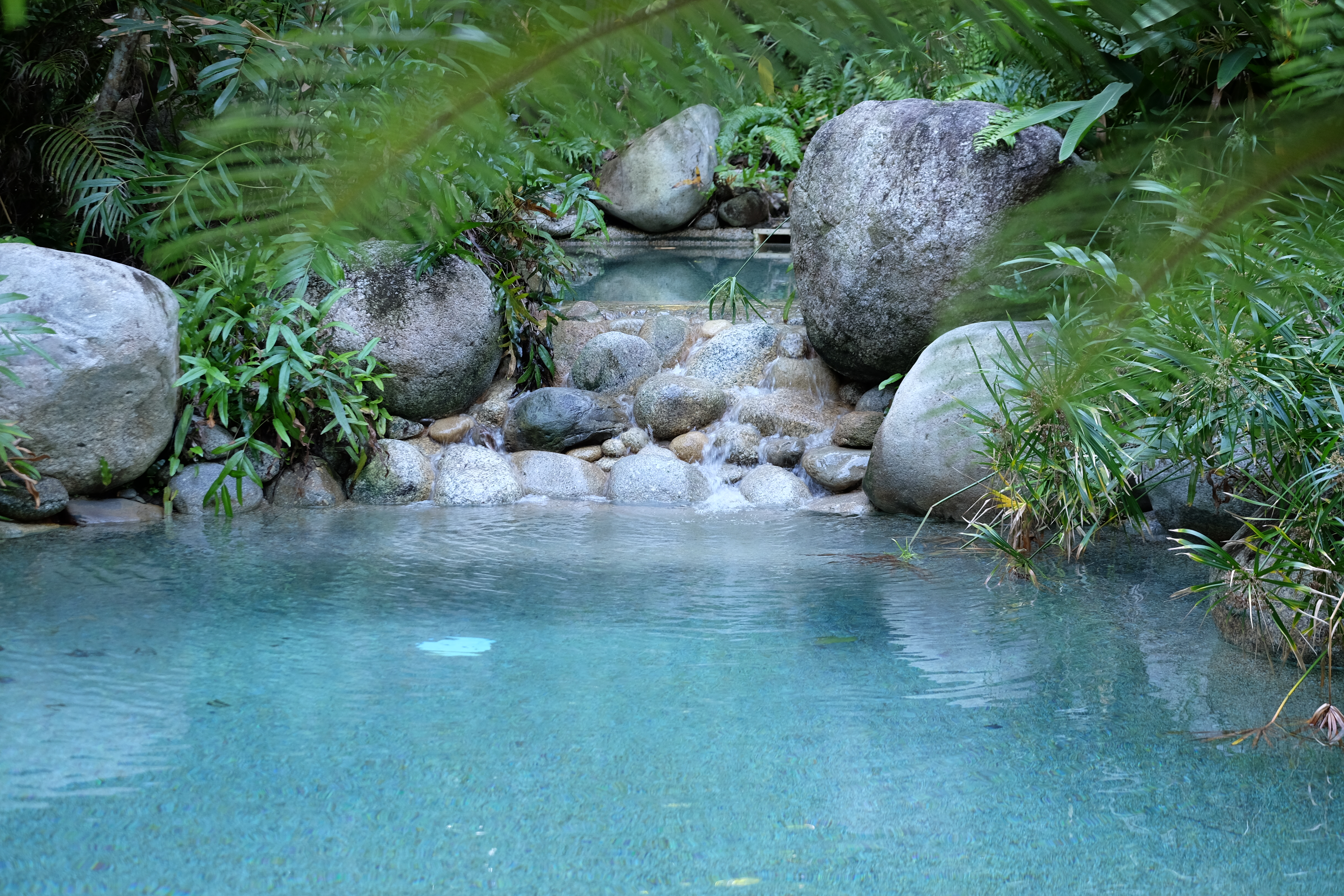 Daintree Rain Forest Australia photo 3