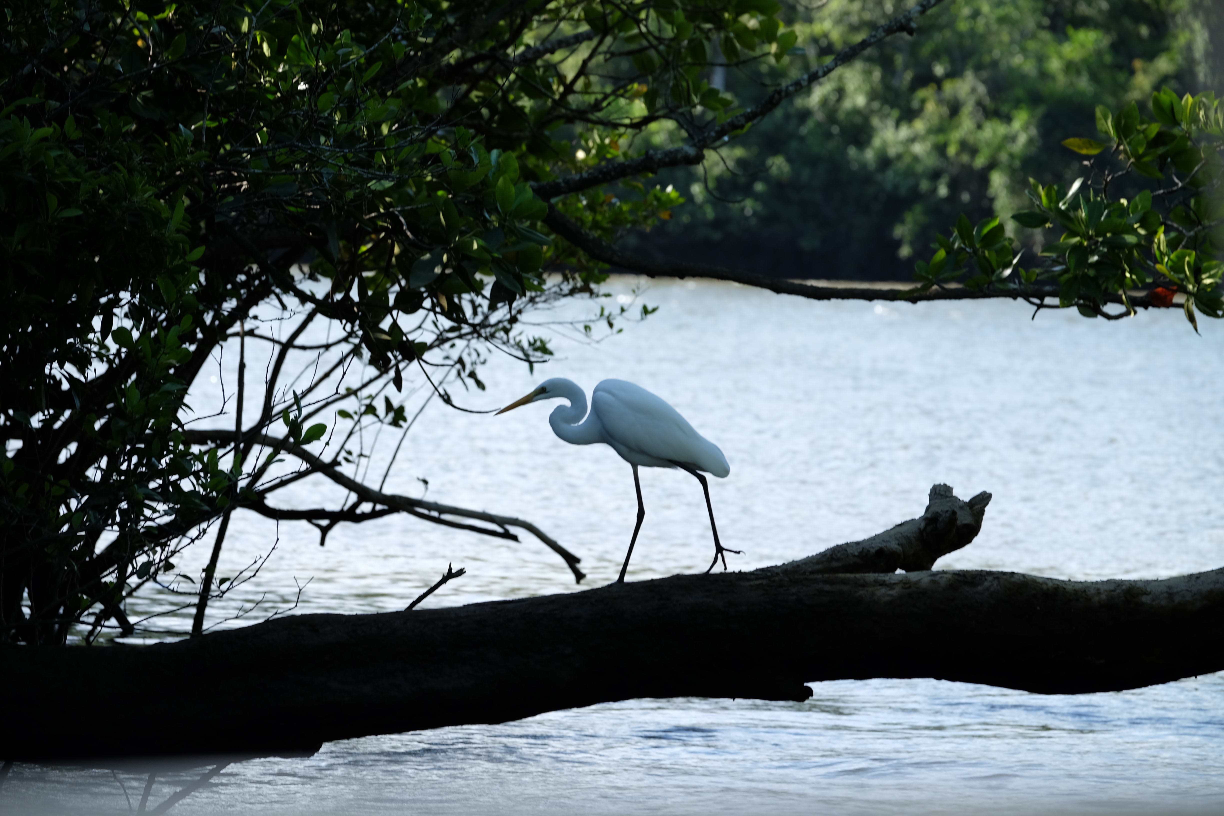 Daintree Rain Forest Australia photo 4