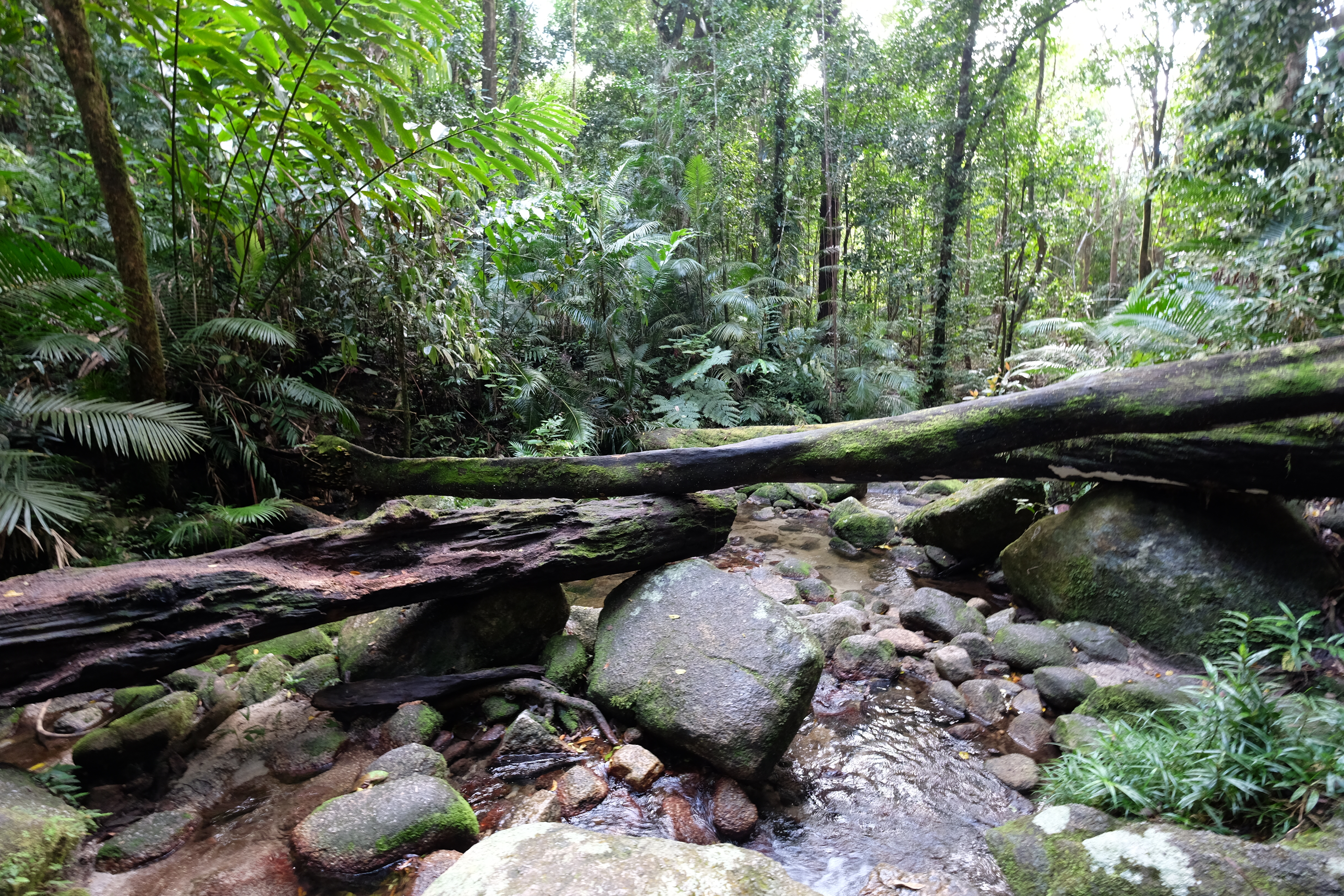 Daintree Rain Forest Australia photo 5