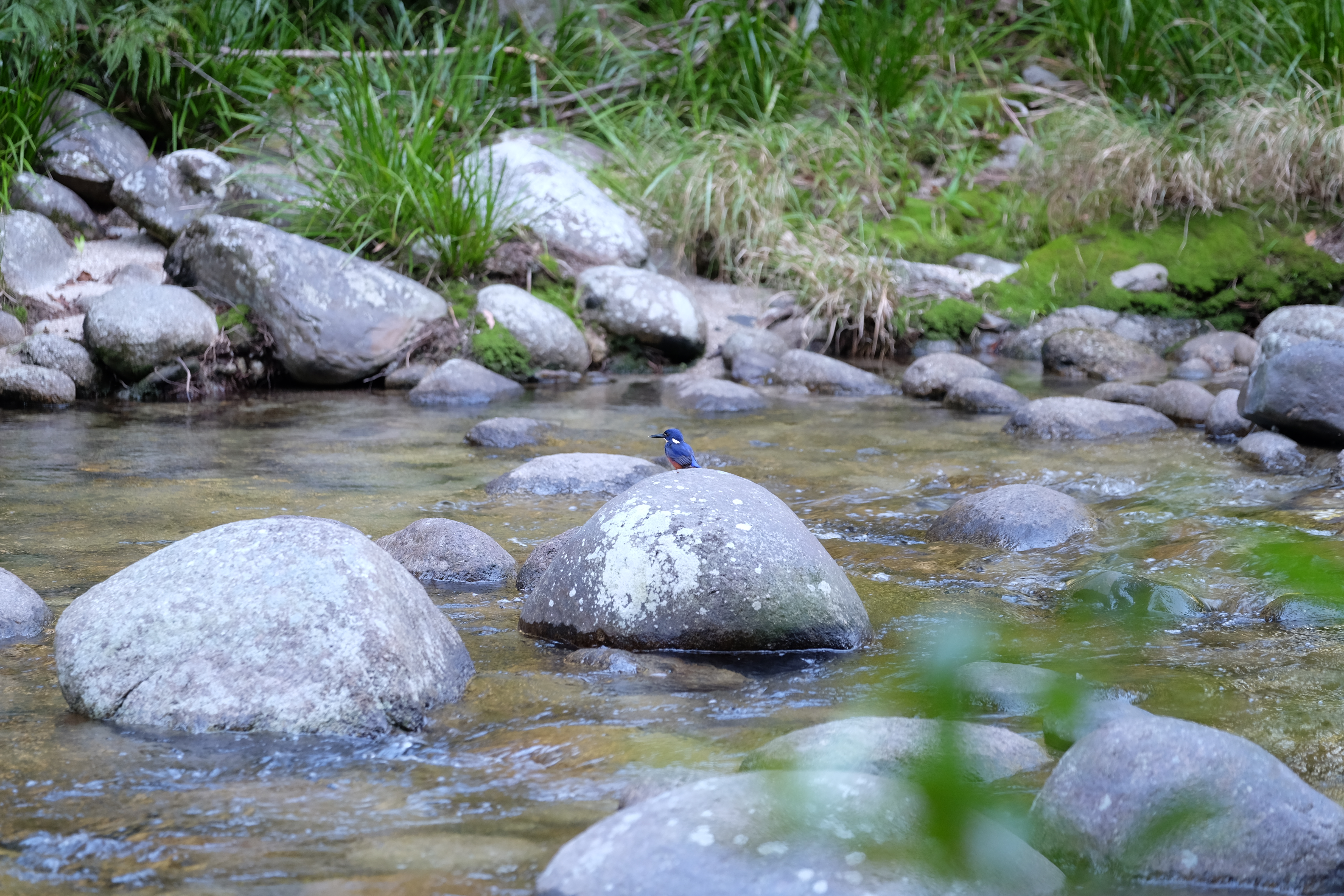 Daintree Rain Forest Australia photo 7