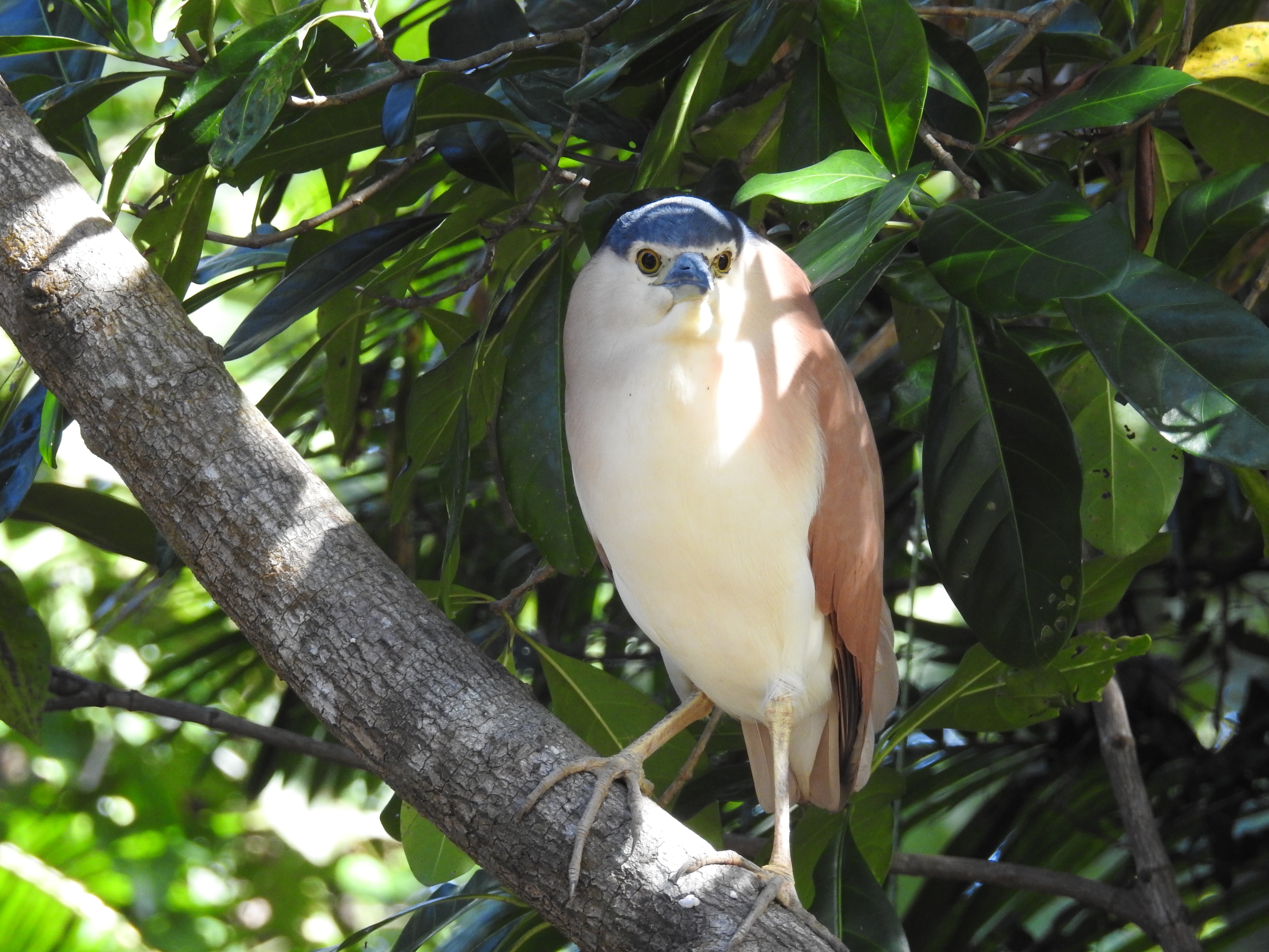 Daintree Rain Forest Australia photo 8