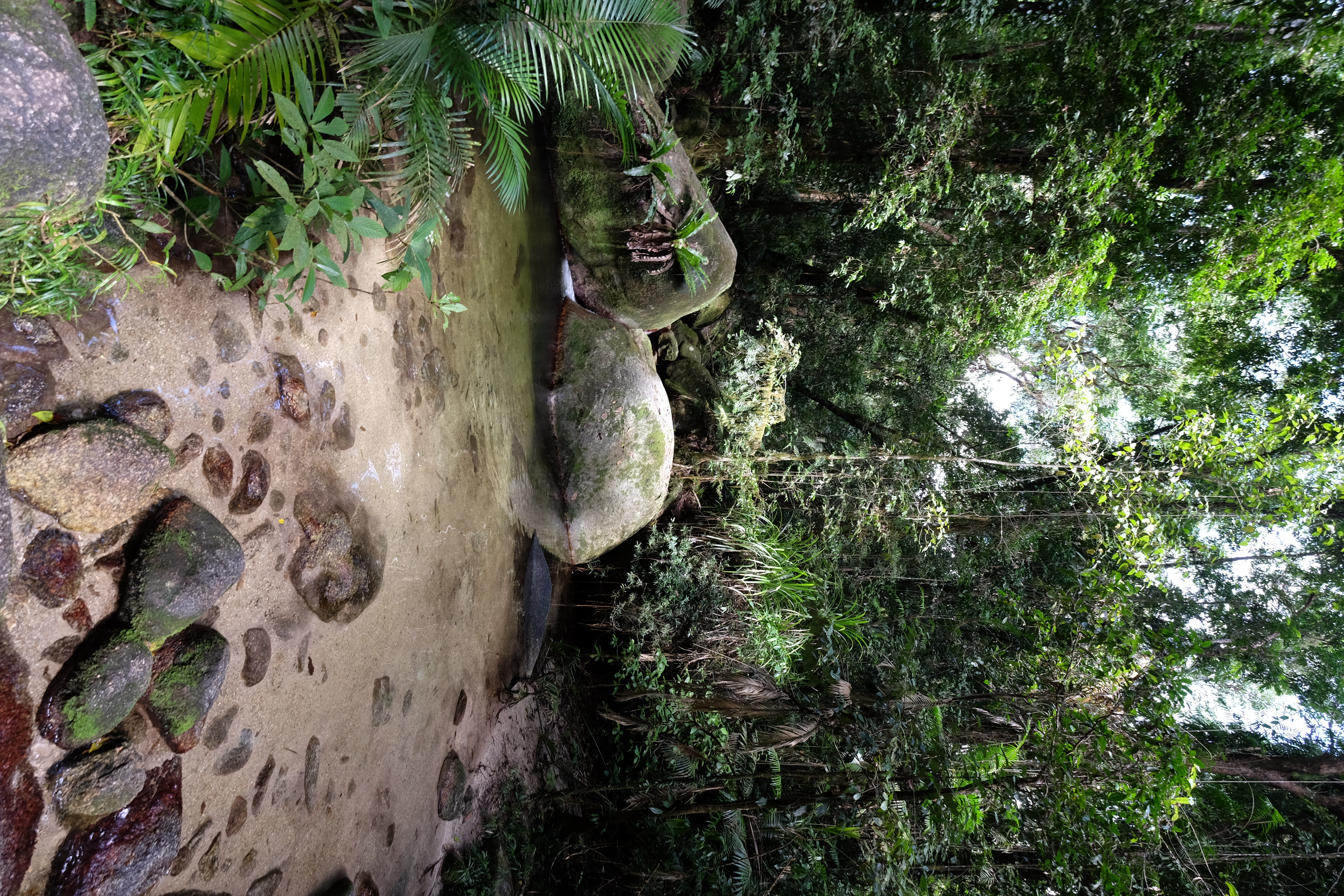 Daintree Rain Forest Australia photo 9