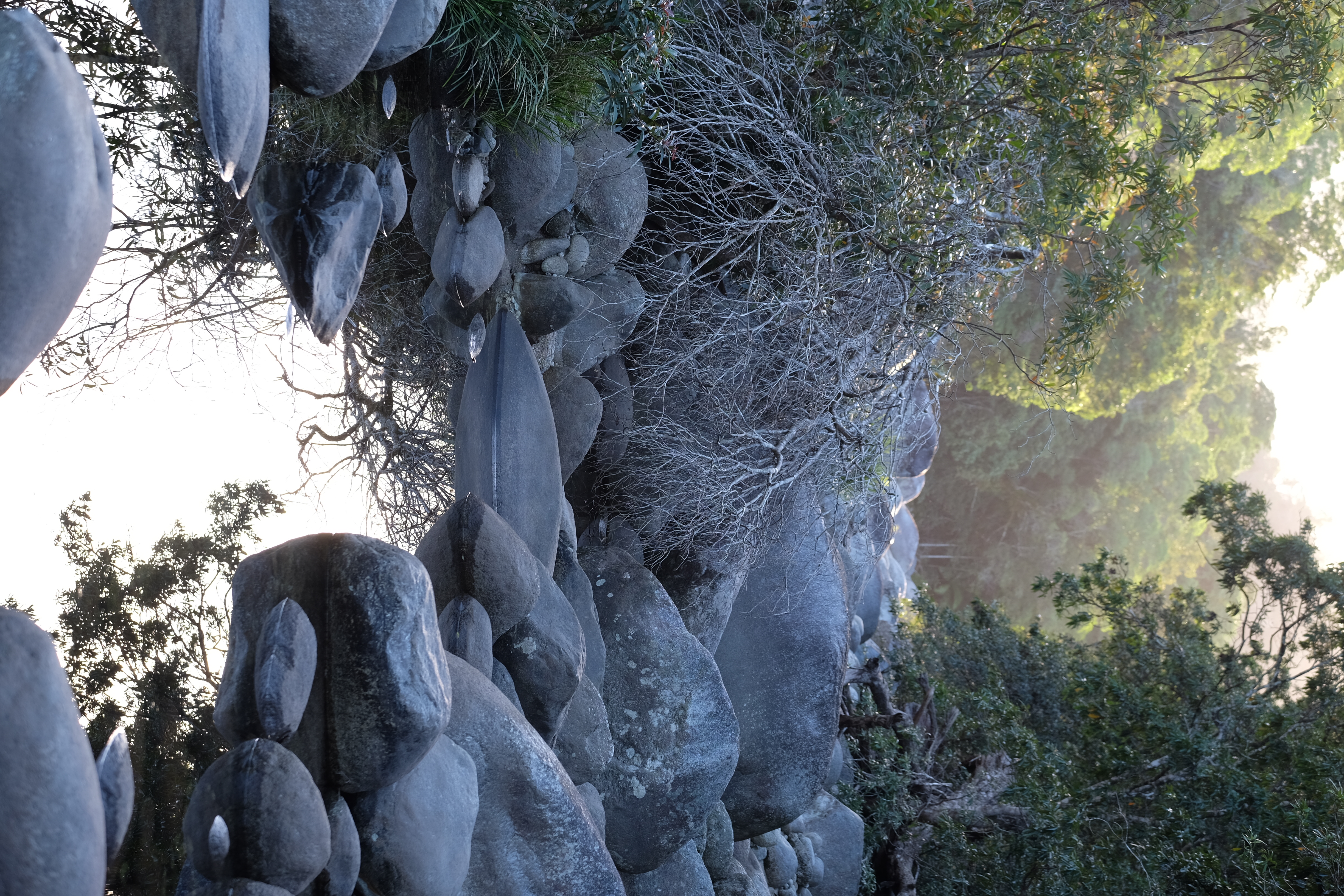 Daintree Rain Forest Australia photo 10