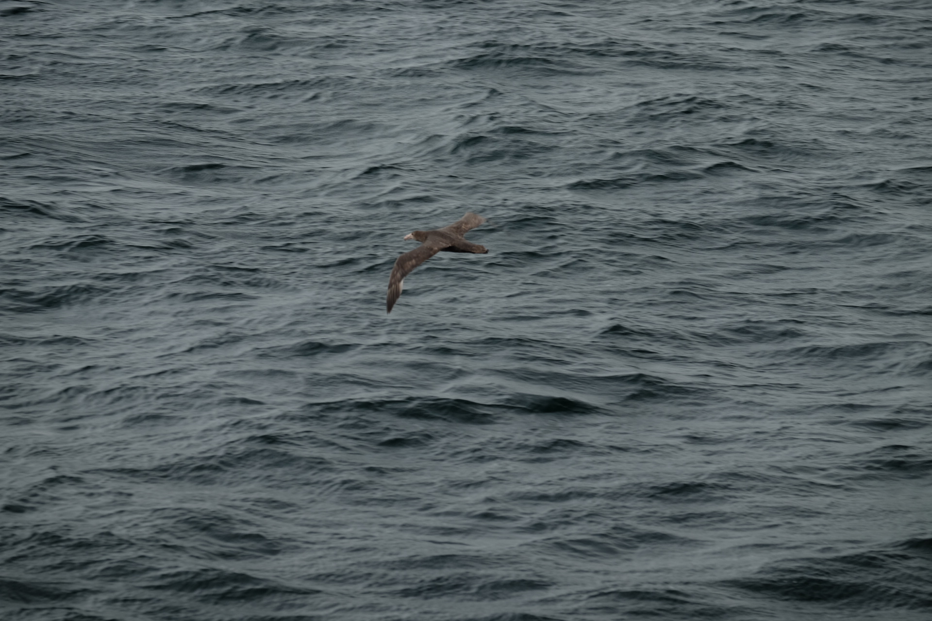 Drake Passage Antarctica photo 2