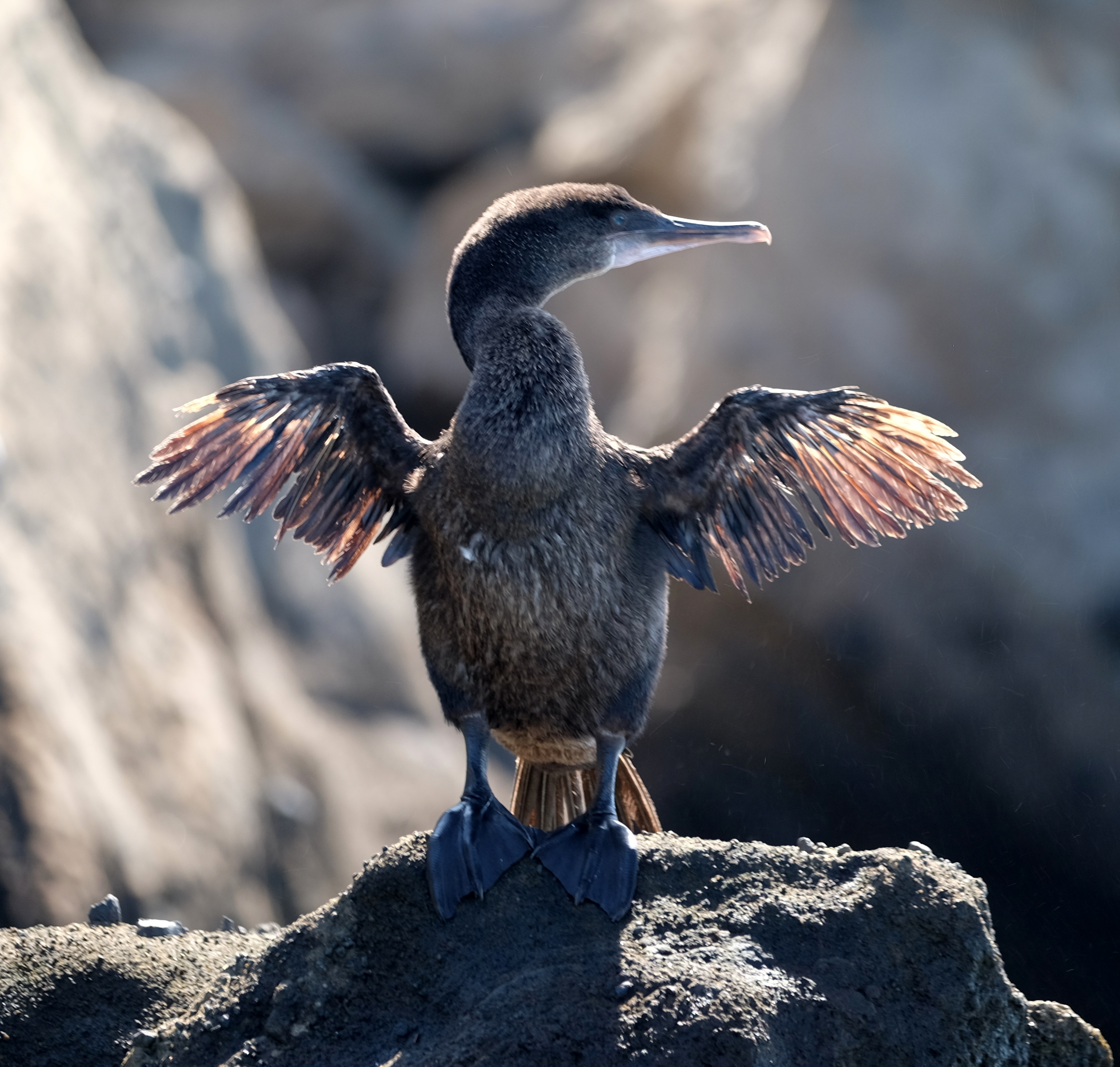Galapagos Ecuador photo 2