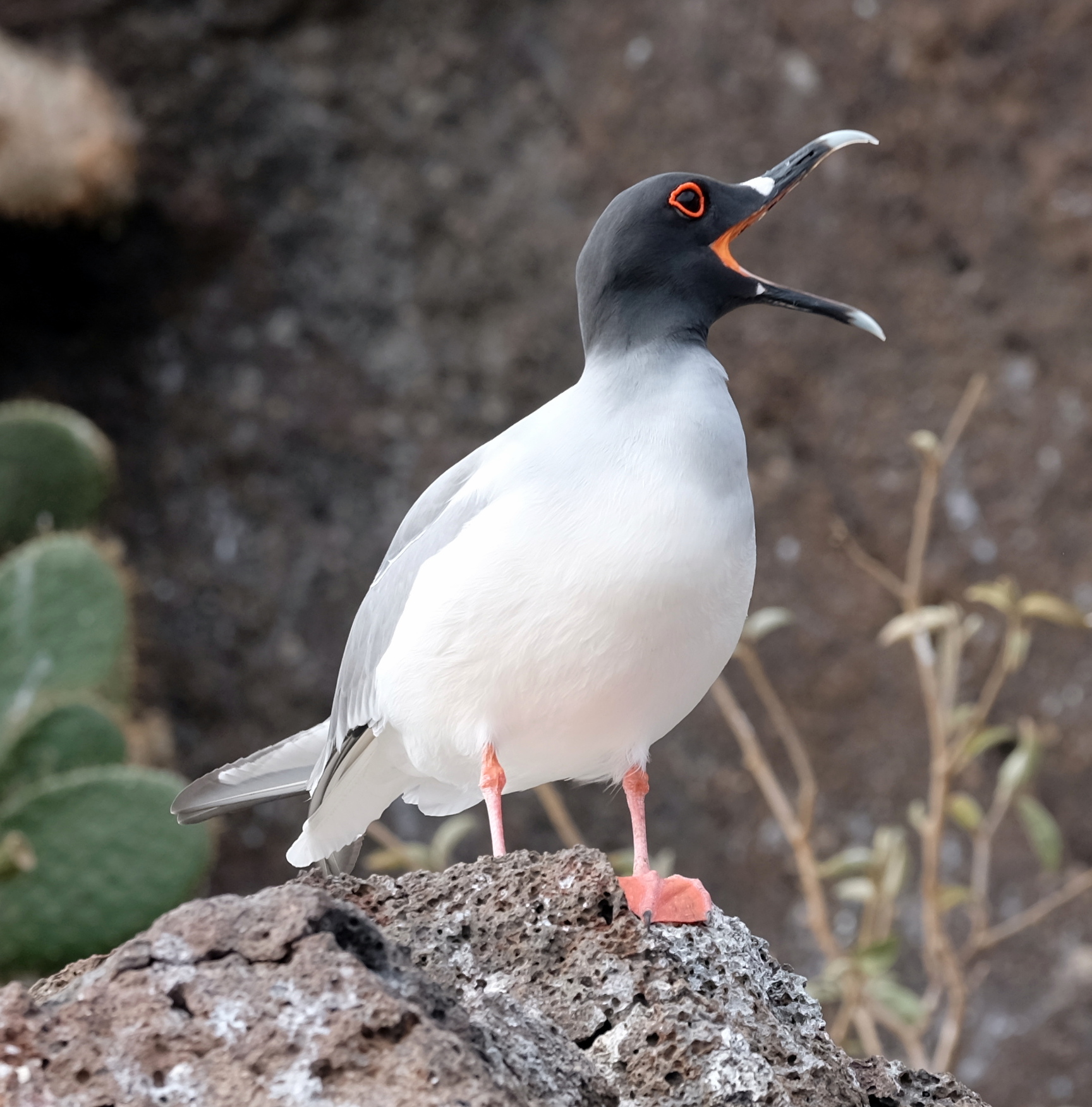 Galapagos Ecuador photo 5