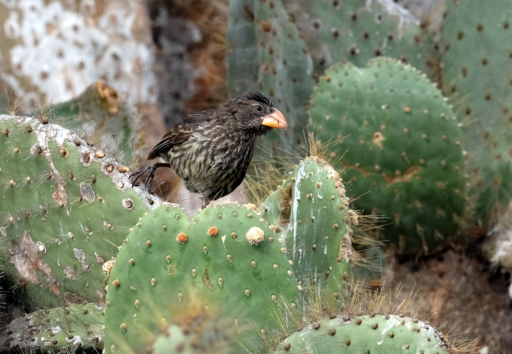 Galapagos Ecuador photo 7