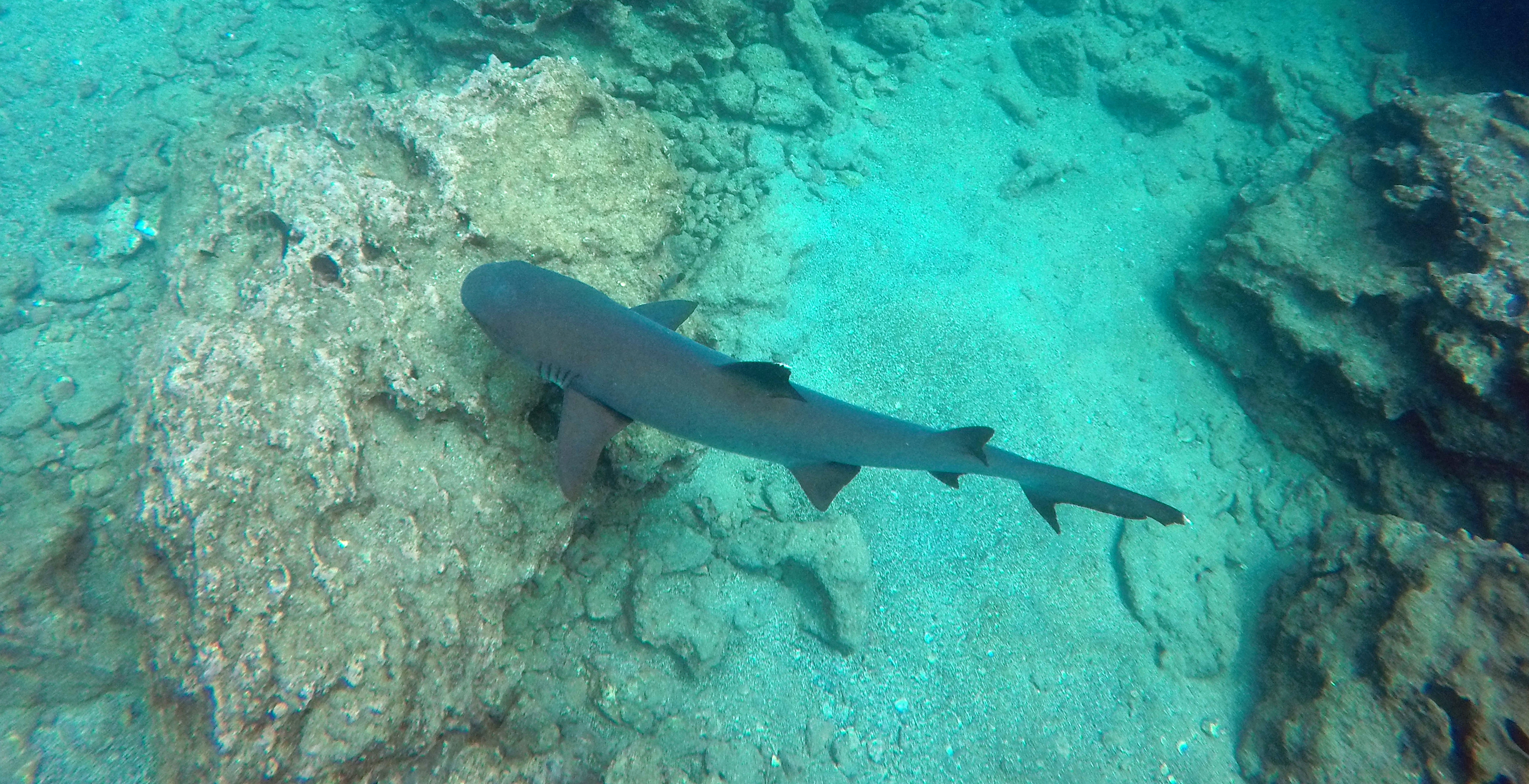 Galapagos Ecuador photo 11