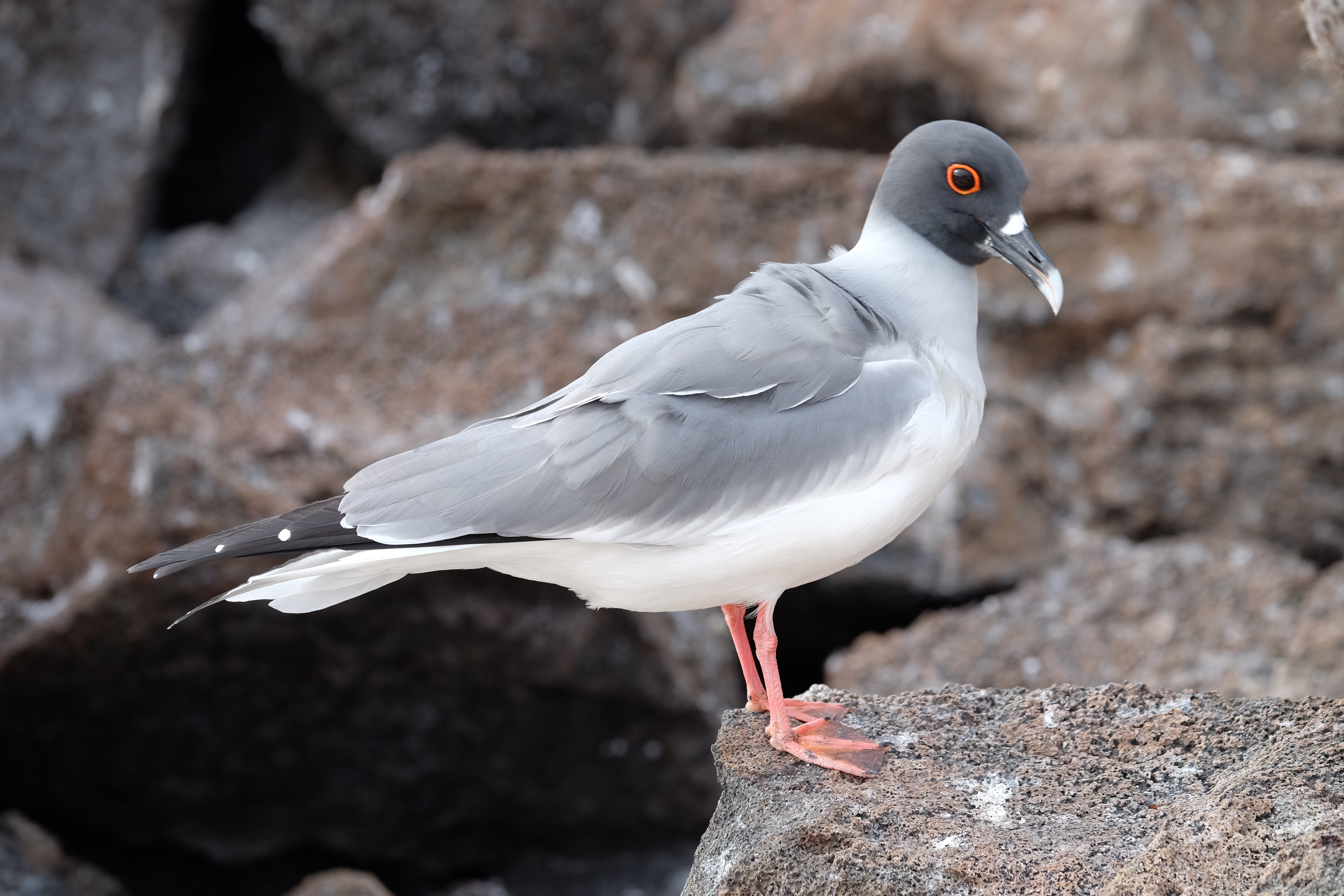 Galapagos Ecuador photo 13