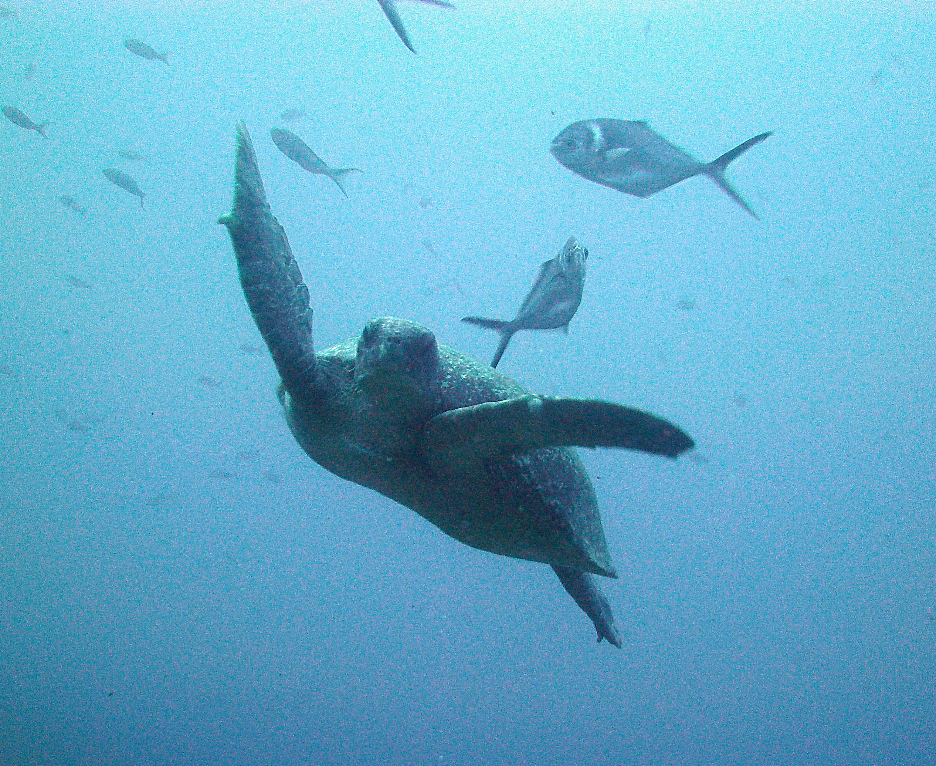 Galapagos Ecuador photo 14