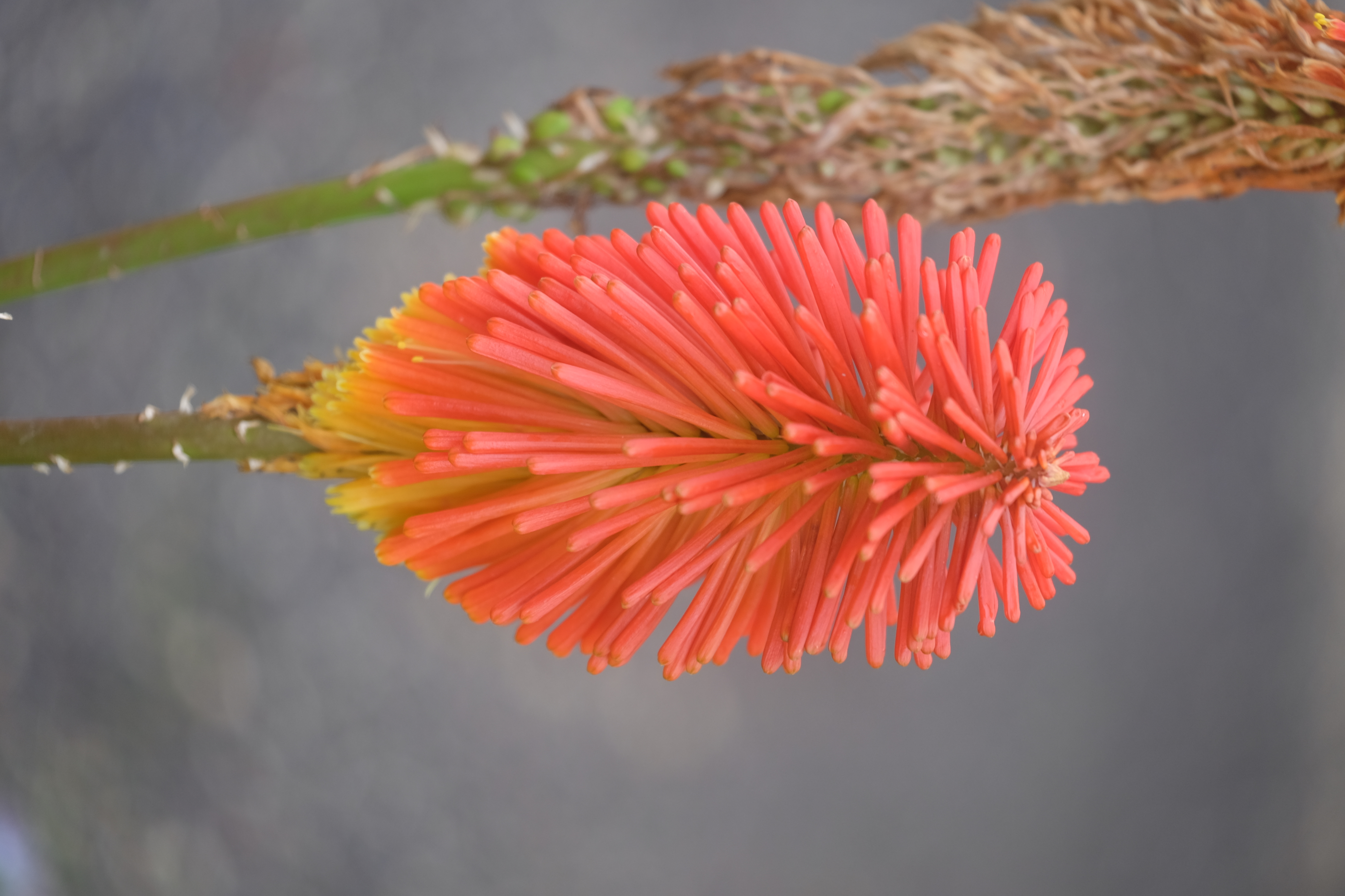 Great Ocean Road Australia photo 10