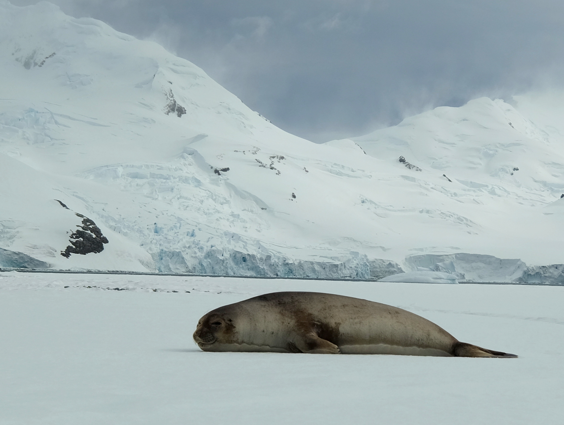 Half Moon Island Antarctica photo 2