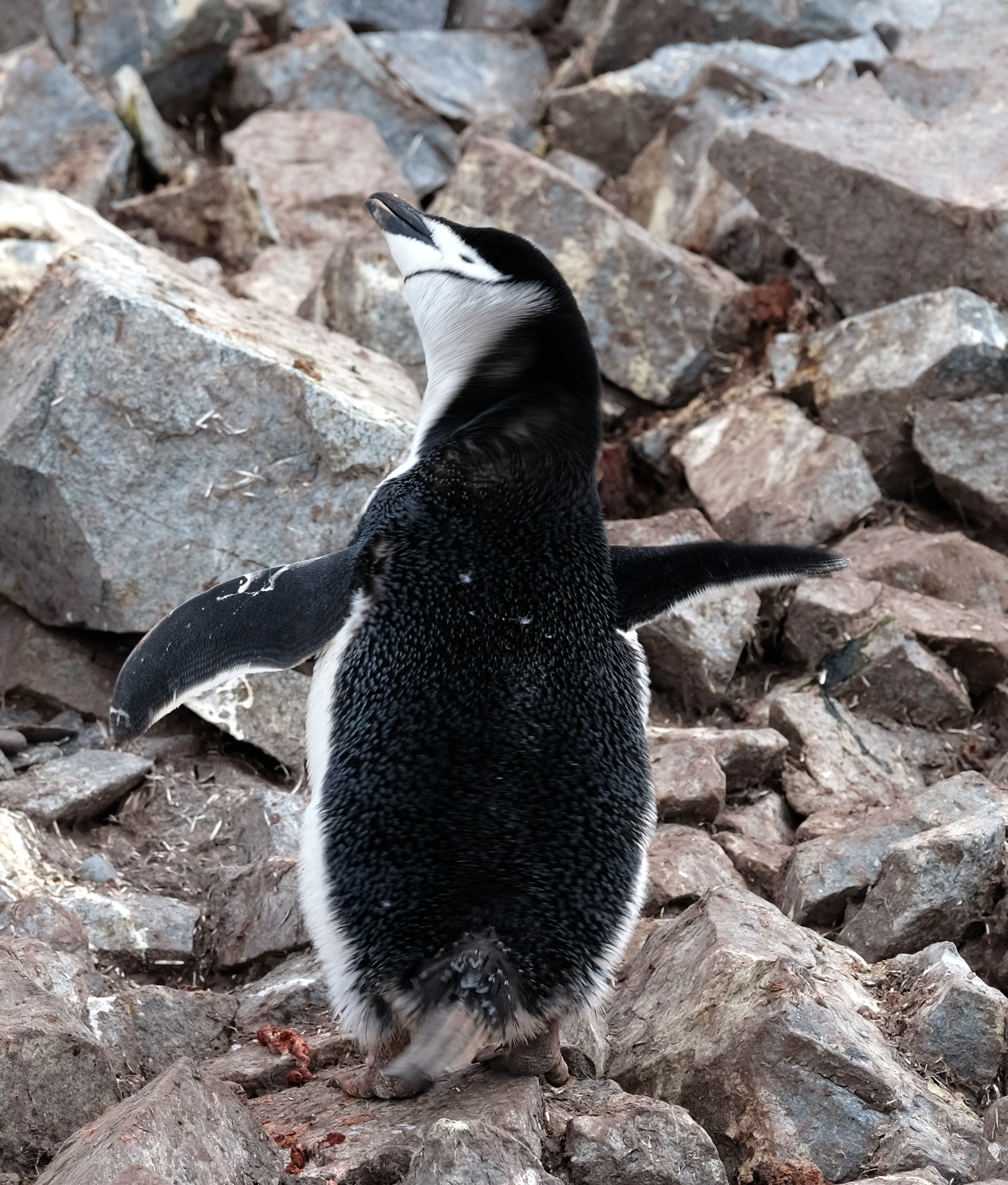 Half Moon Island Antarctica photo 3