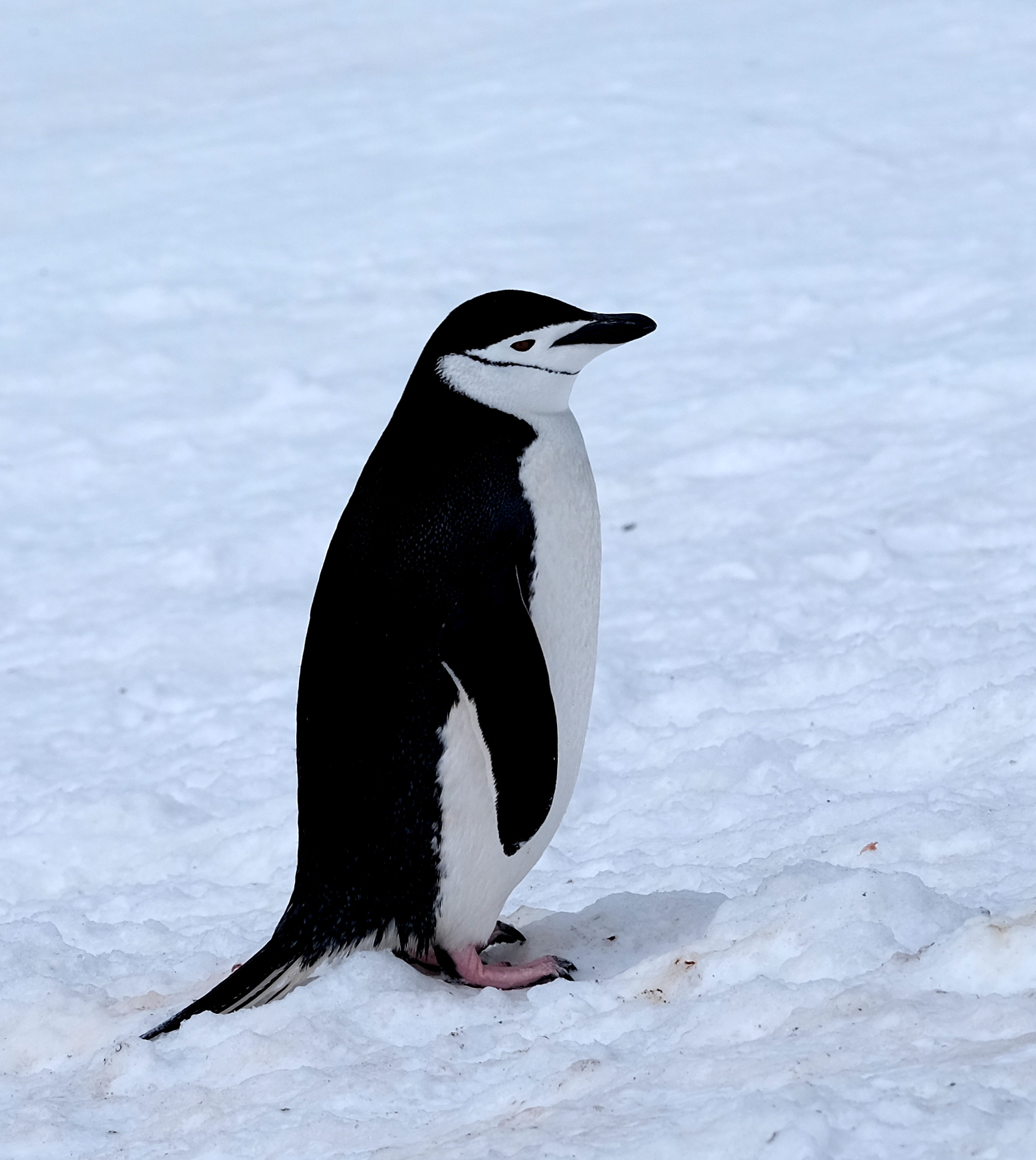 Half Moon Island Antarctica photo 4