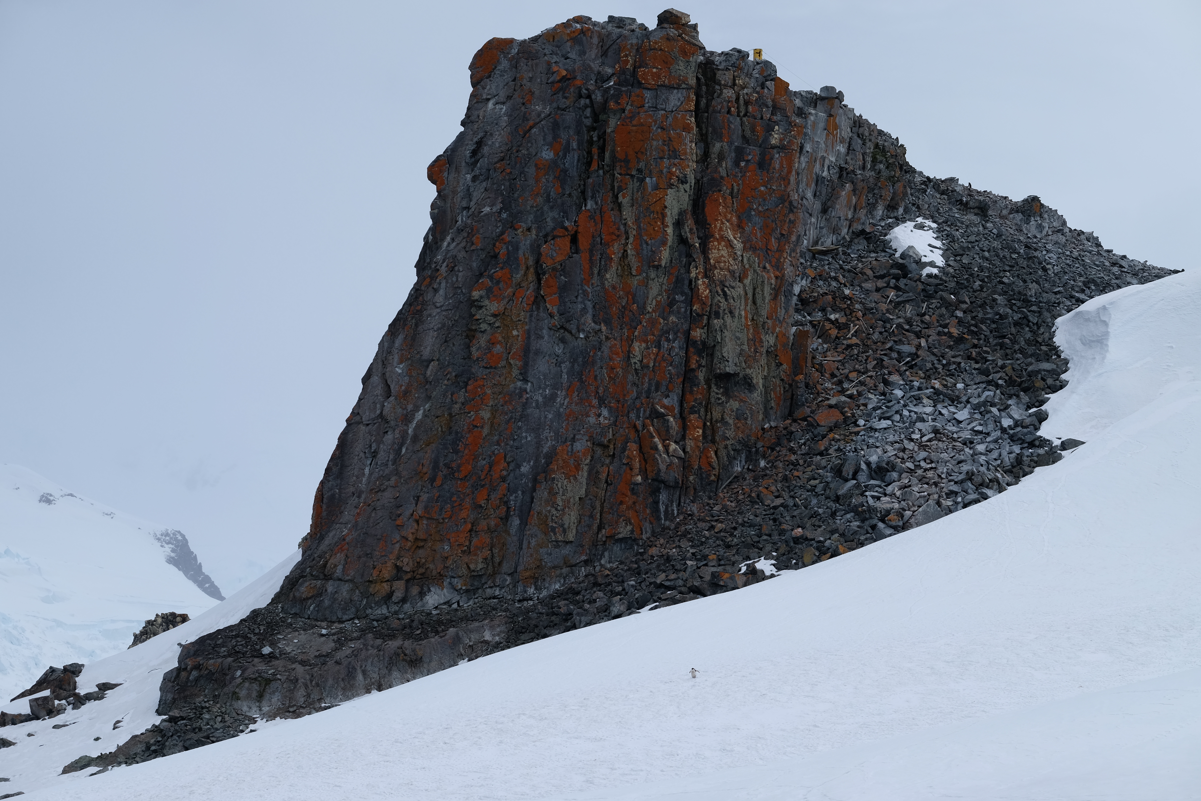 Half Moon Island Antarctica photo 5